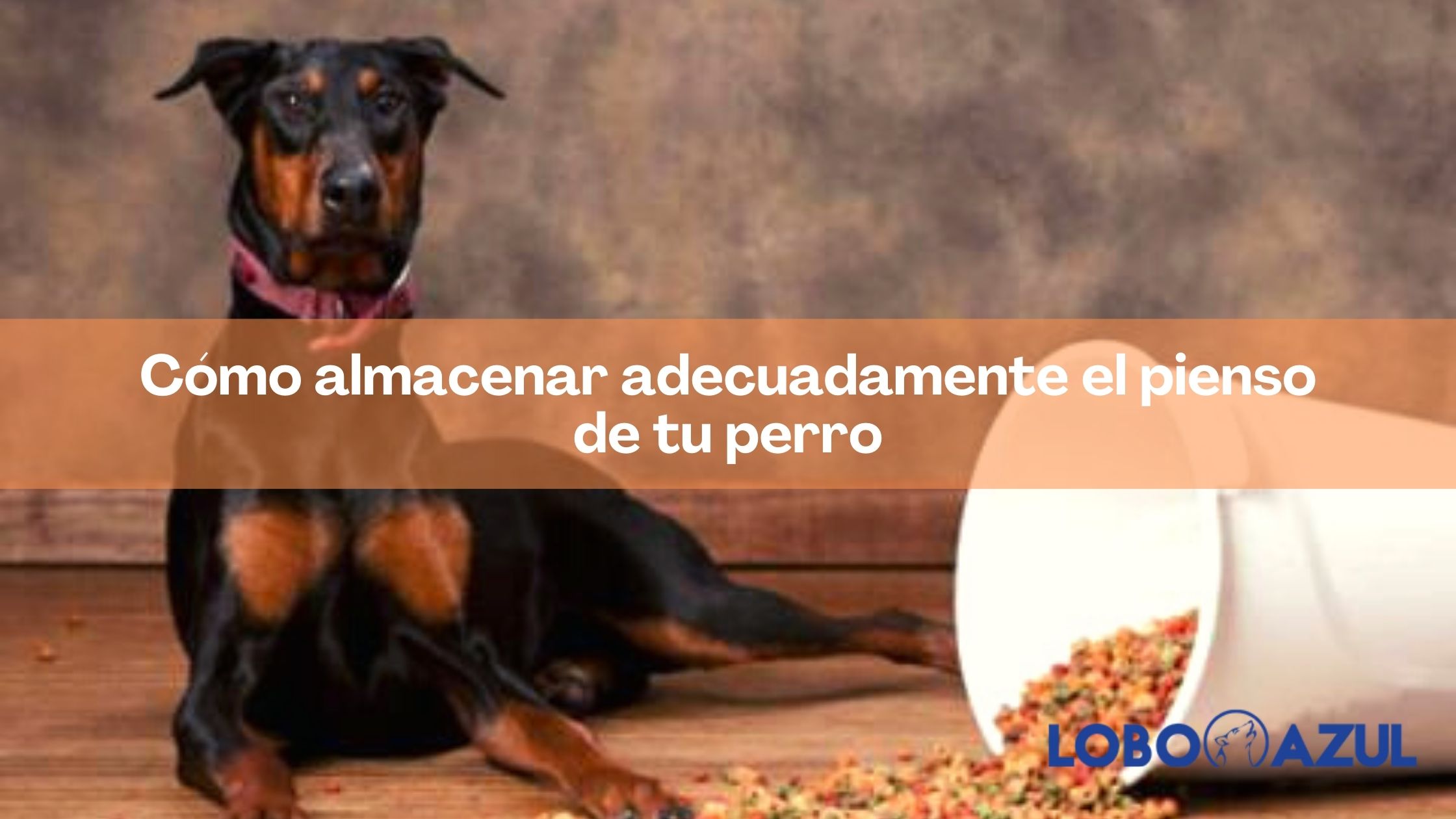 Cómo almacenar adecuadamente el pienso de tu perro