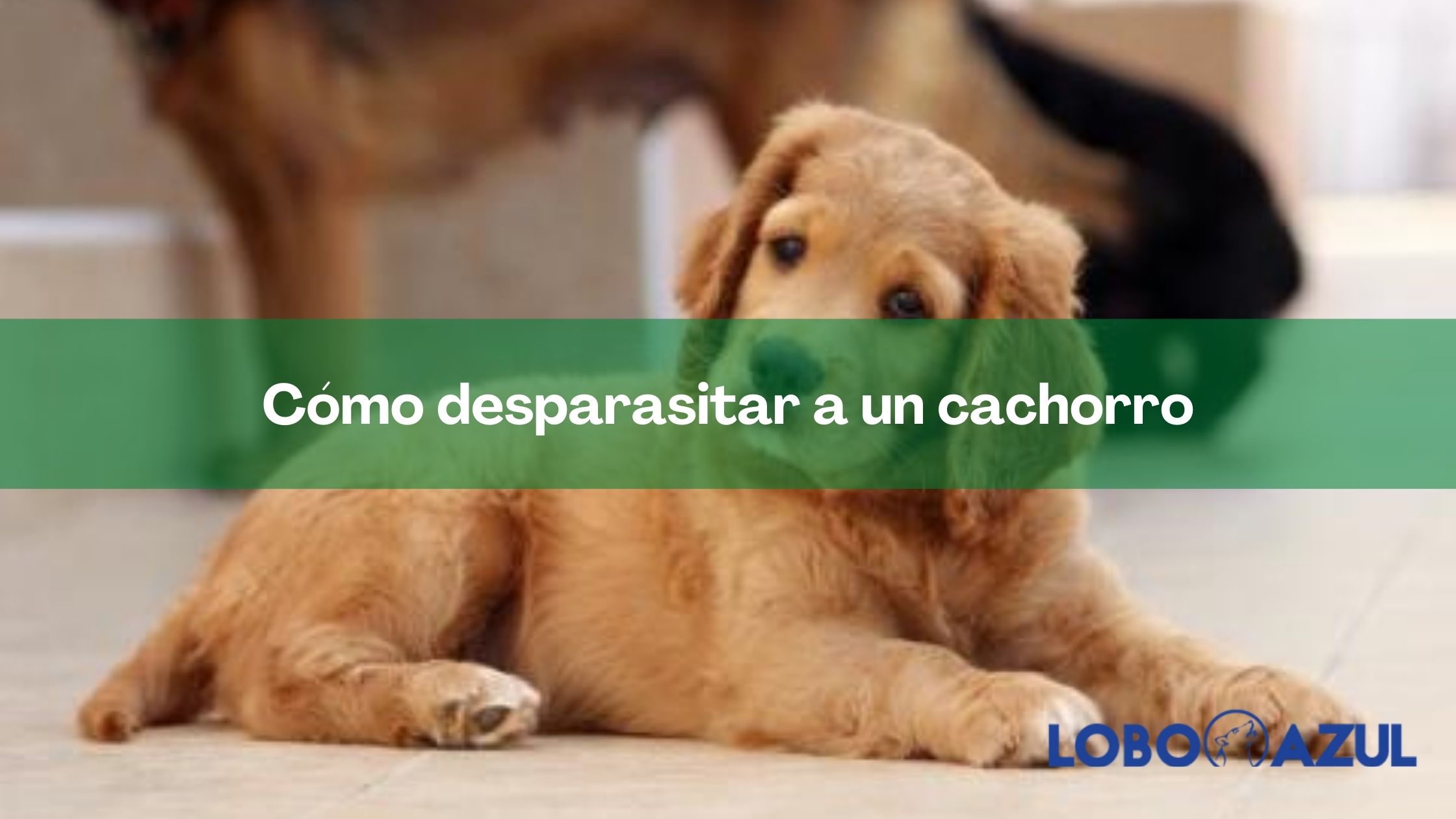 Cómo desparasitar a un cachorro