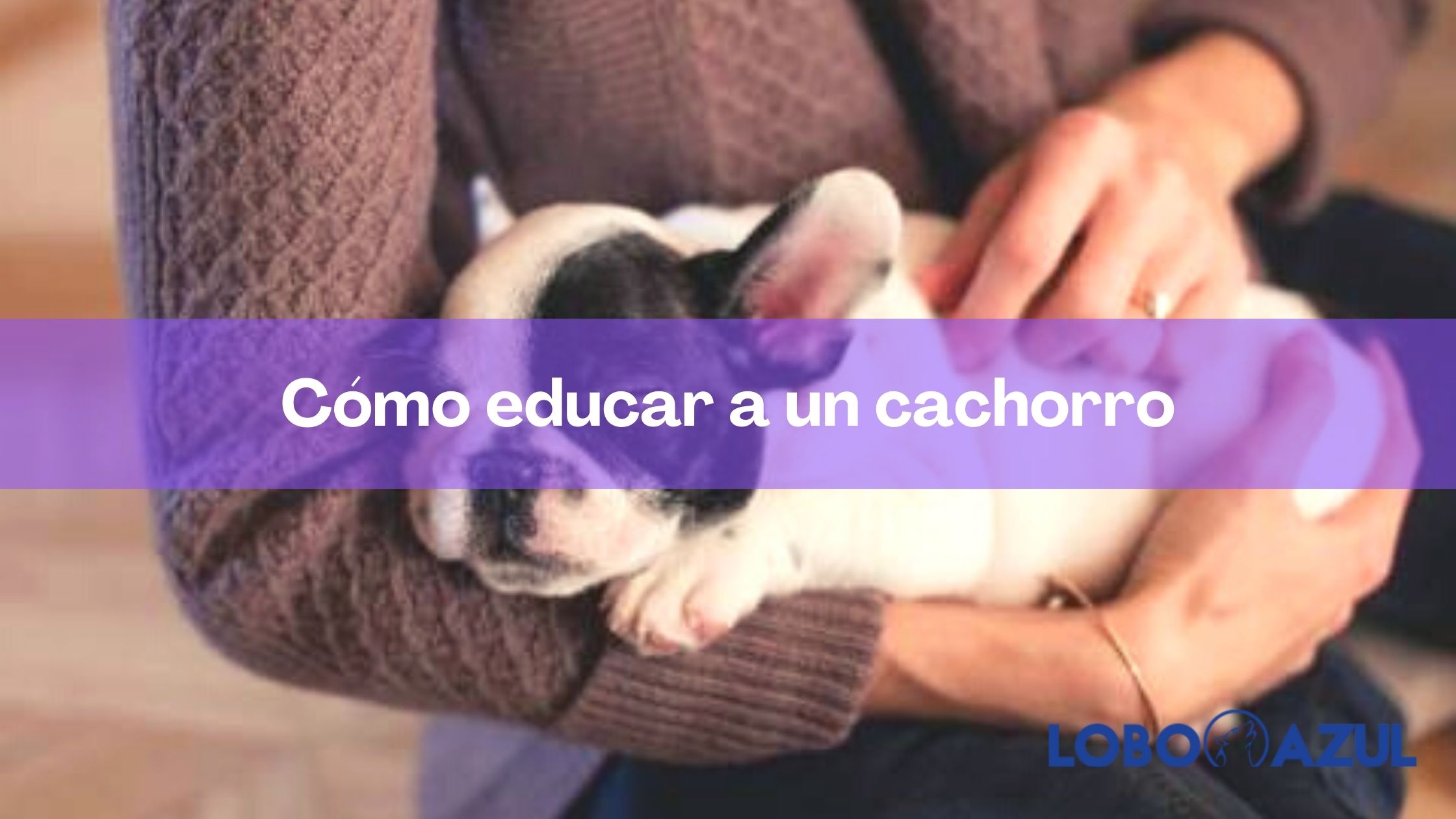 Cómo educar a un cachorro