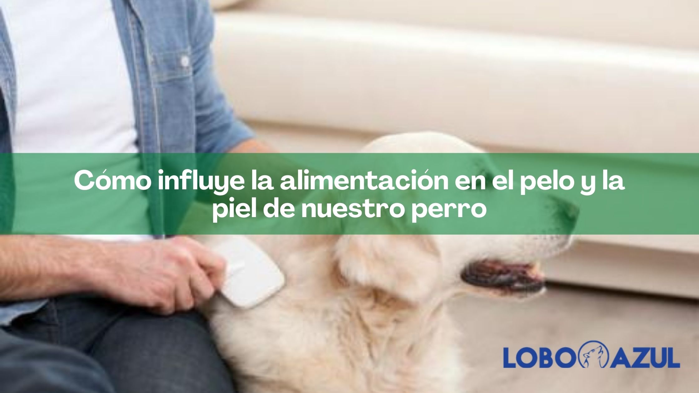 Cómo influye la alimentación en el pelo y la piel de nuestro perro