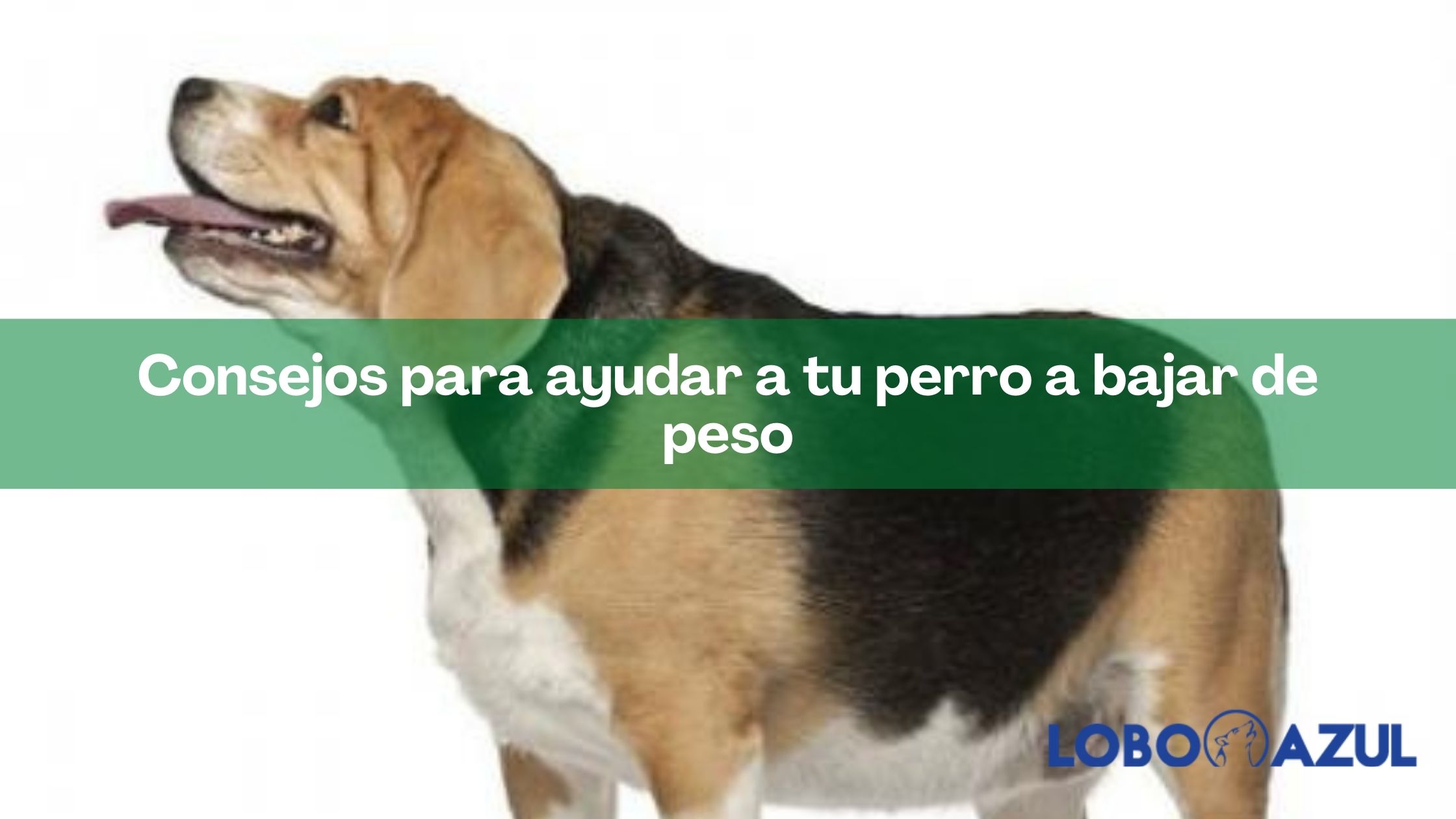 Consejos para ayudar a tu perro a bajar de peso