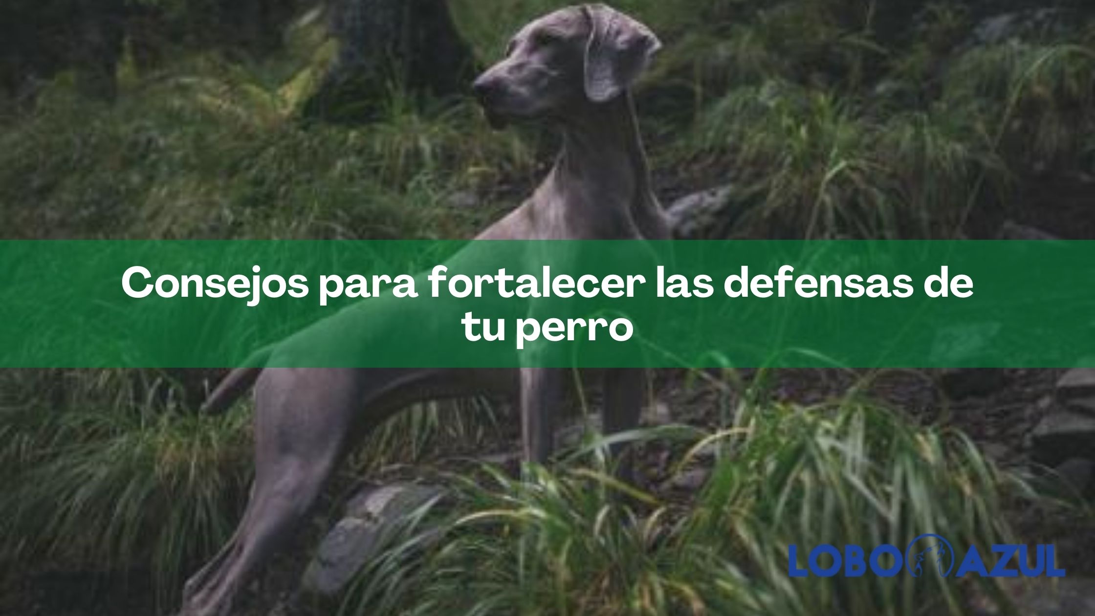 Consejos para fortalecer las defensas de tu perro