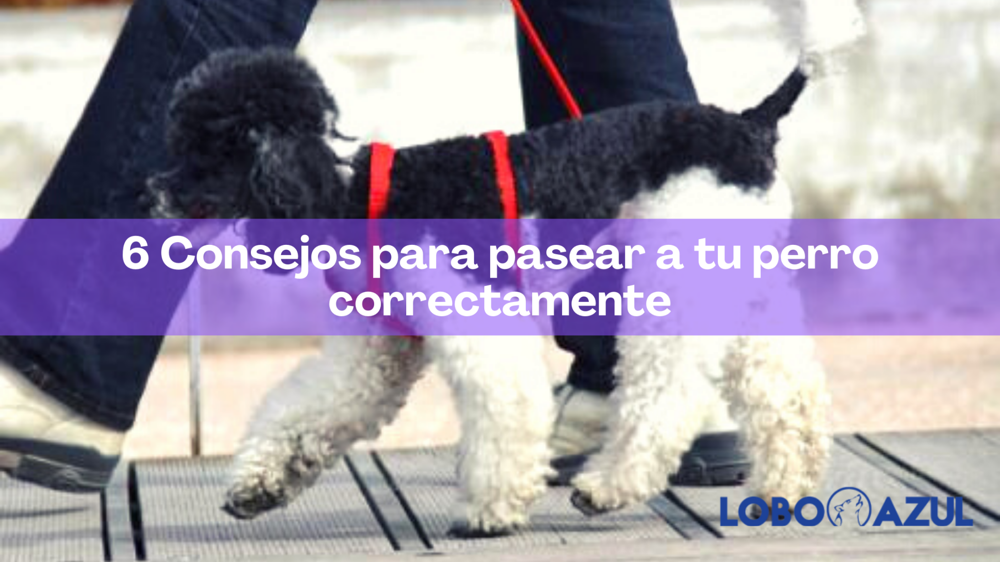 Salir a pasear con tu perro puede ser divertido o volverse complicado, todo depende de la educación que le estés dando a tu mascota.