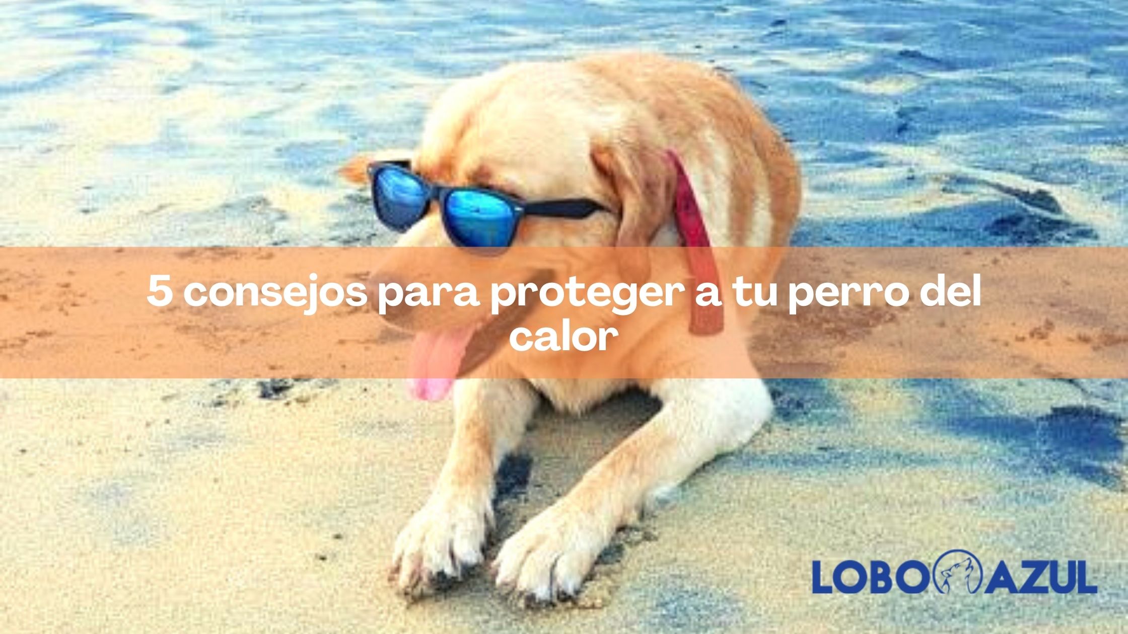 5 consejos para proteger a tu perro del calor