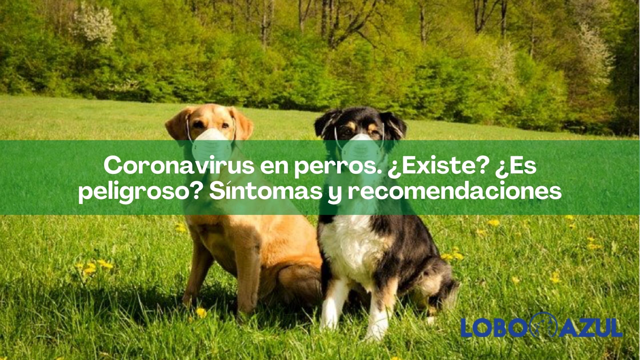 Coronavirus en perros. ¿Existe? ¿Es peligroso? Síntomas, recomendaciones y casos conocidos