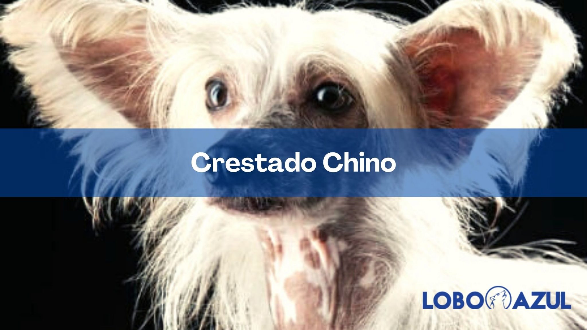 Crestado chino