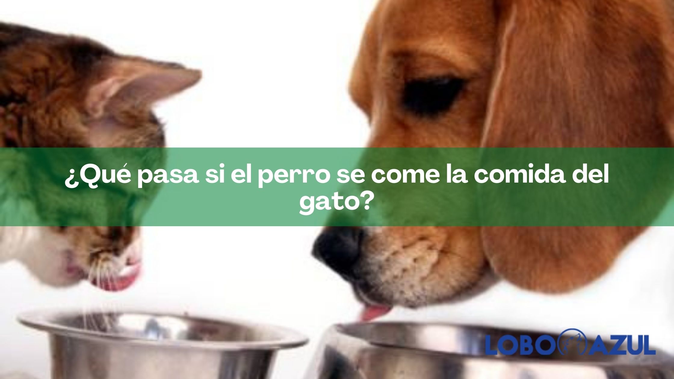 ¿Qué pasa si el perro se come la comida del gato?