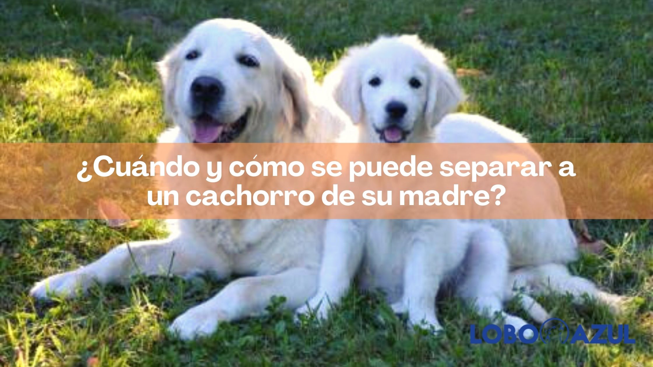 ¿Cuándo y cómo se puede separar a un cachorro de su madre?