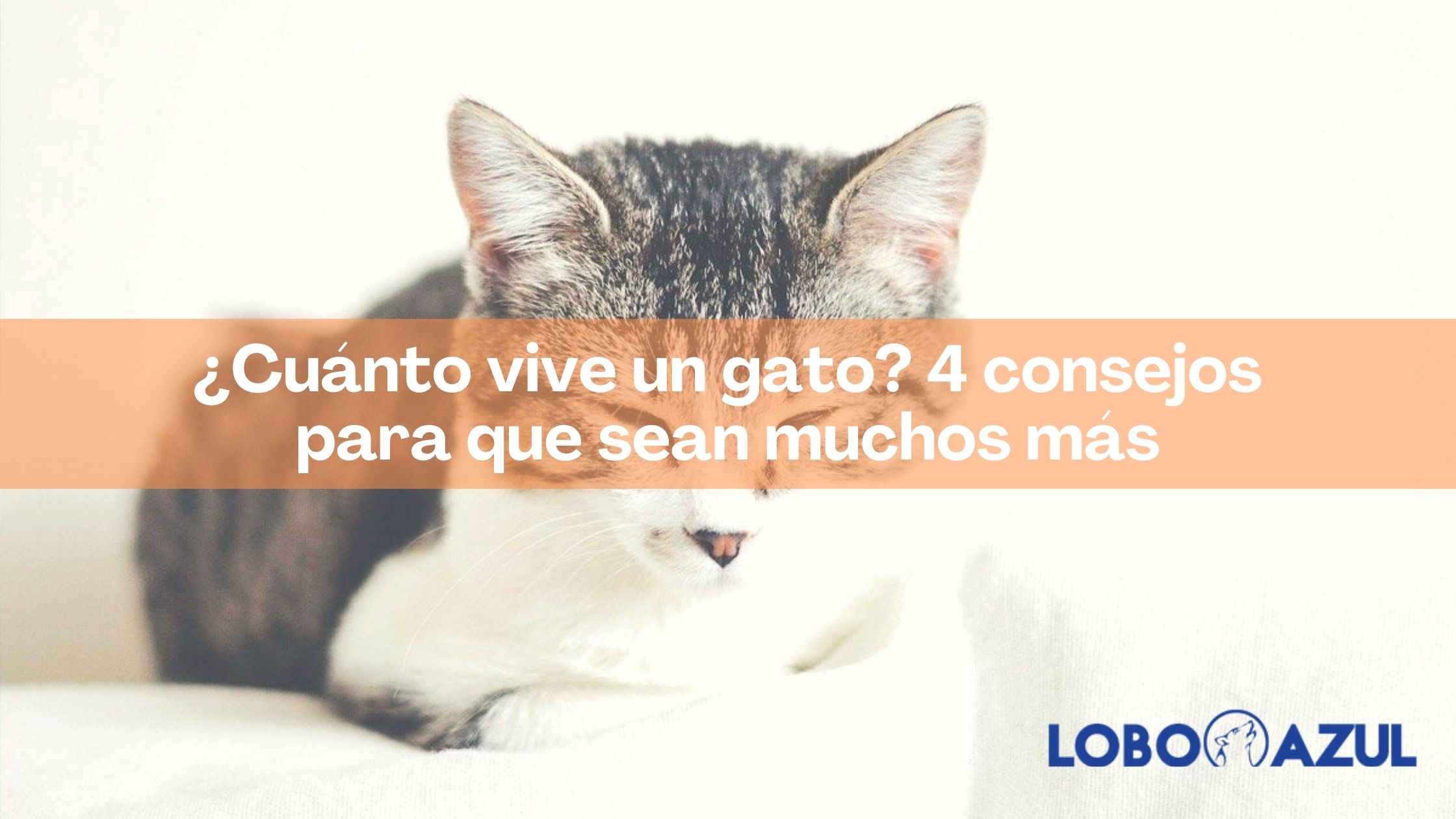 ¿Cuánto vive un gato? 4 consejos para que sean muchos más