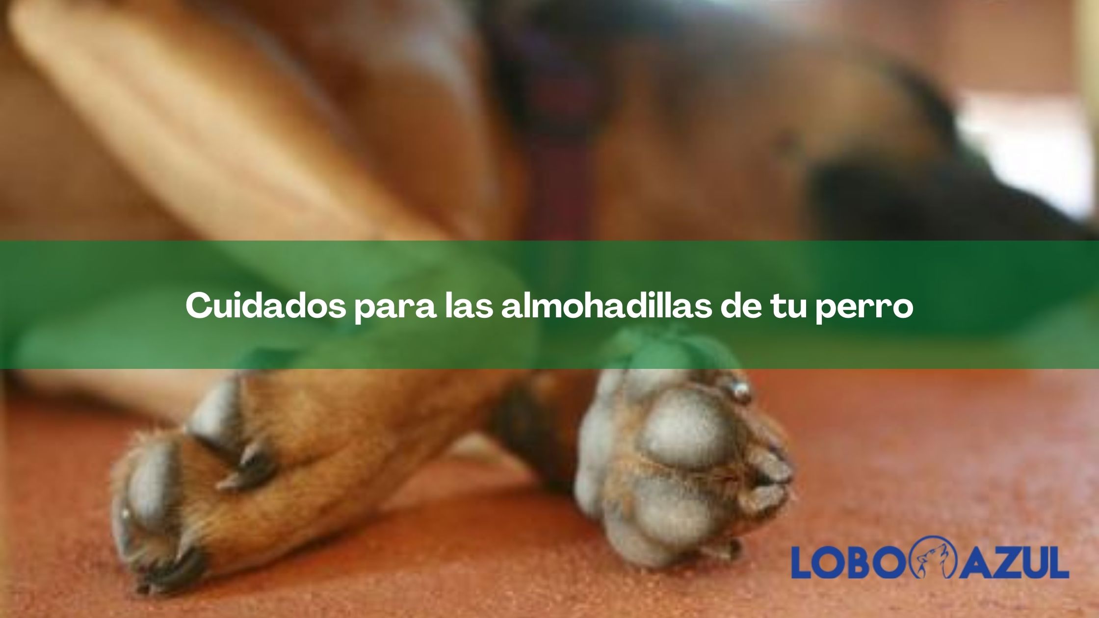 Cuidados para las almohadillas de tu perro