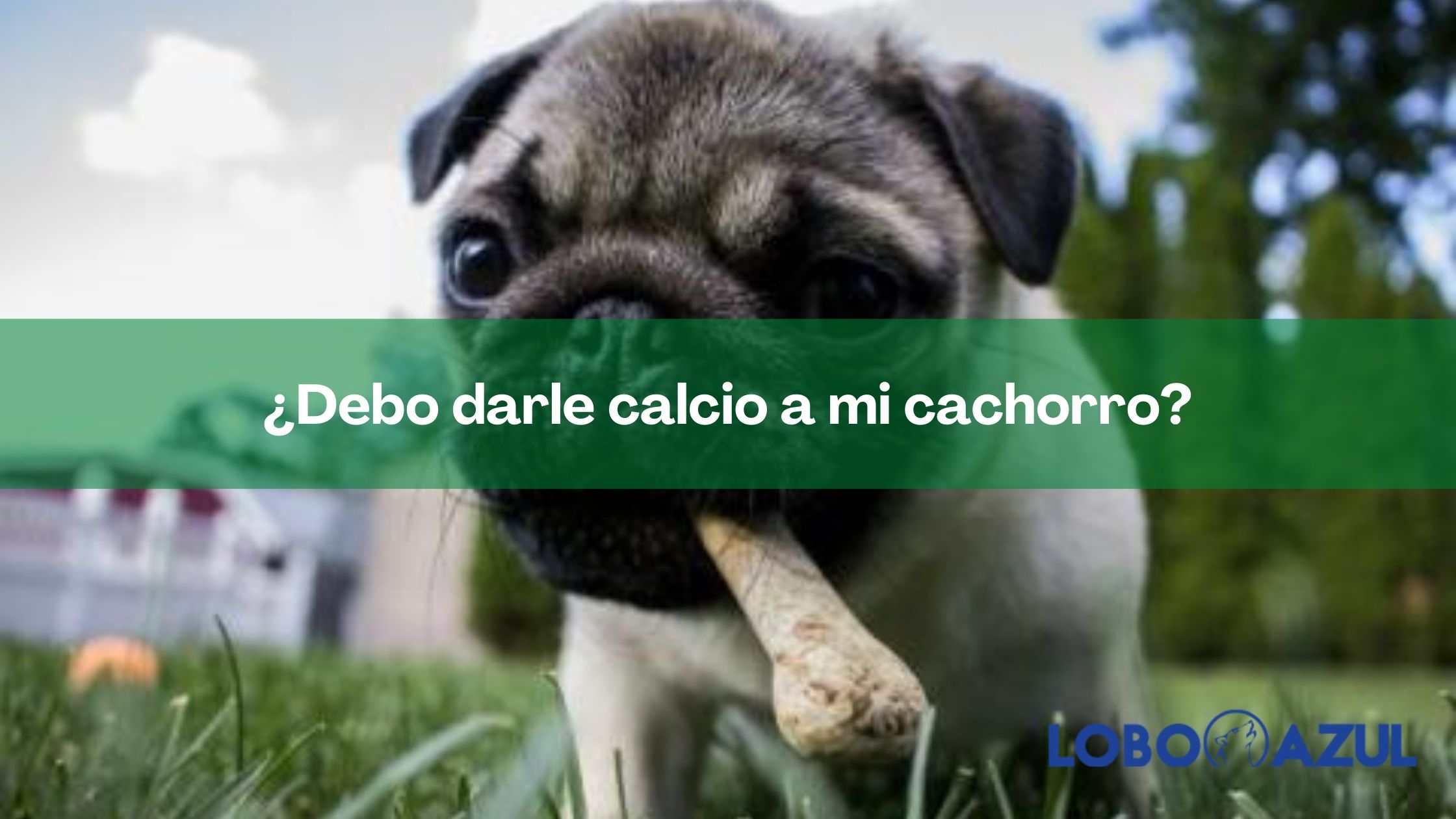 ¿Debo darle calcio a mi cachorro?