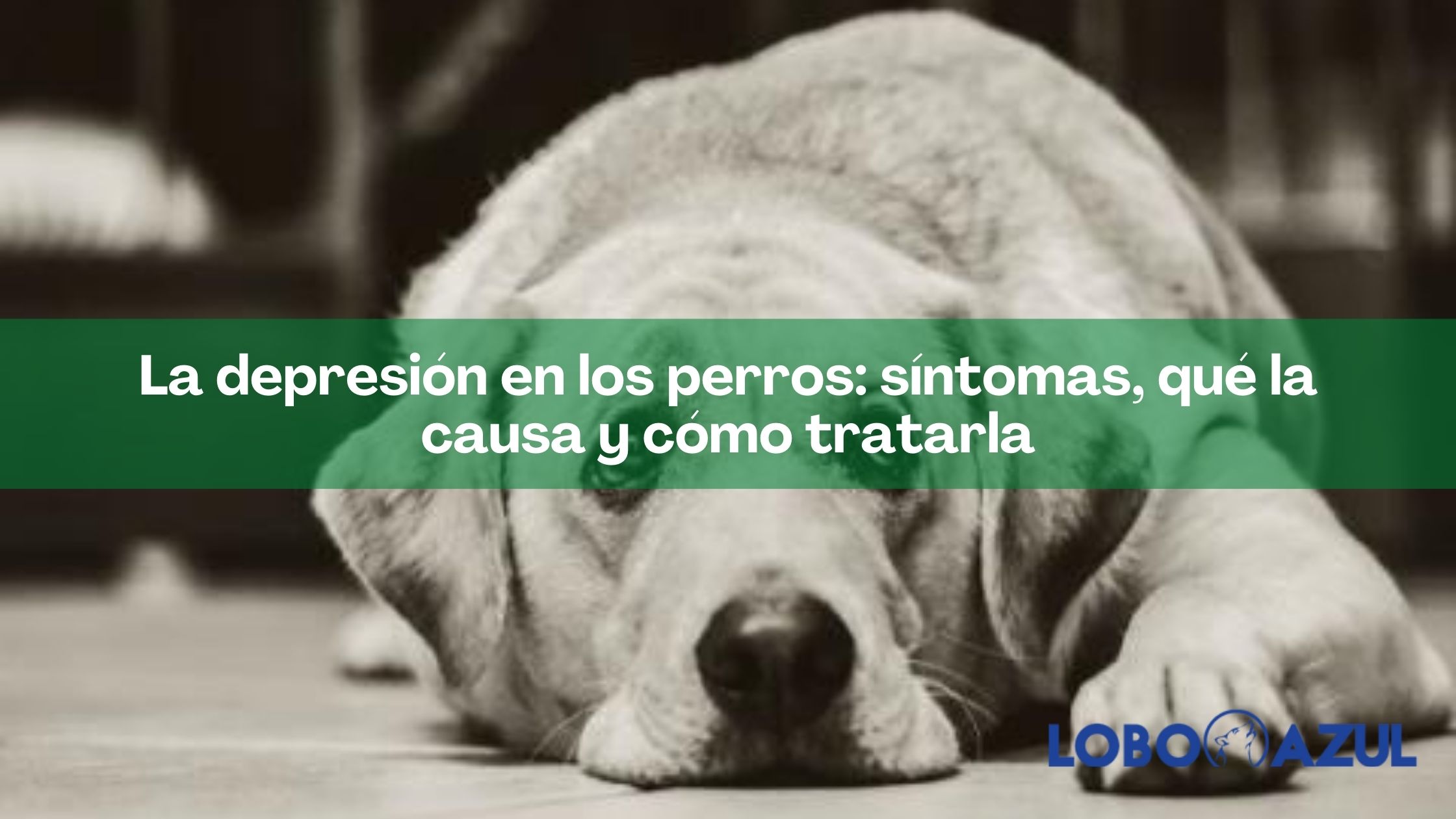 La depresión en los perros: síntomas, qué la causa y cómo tratarla