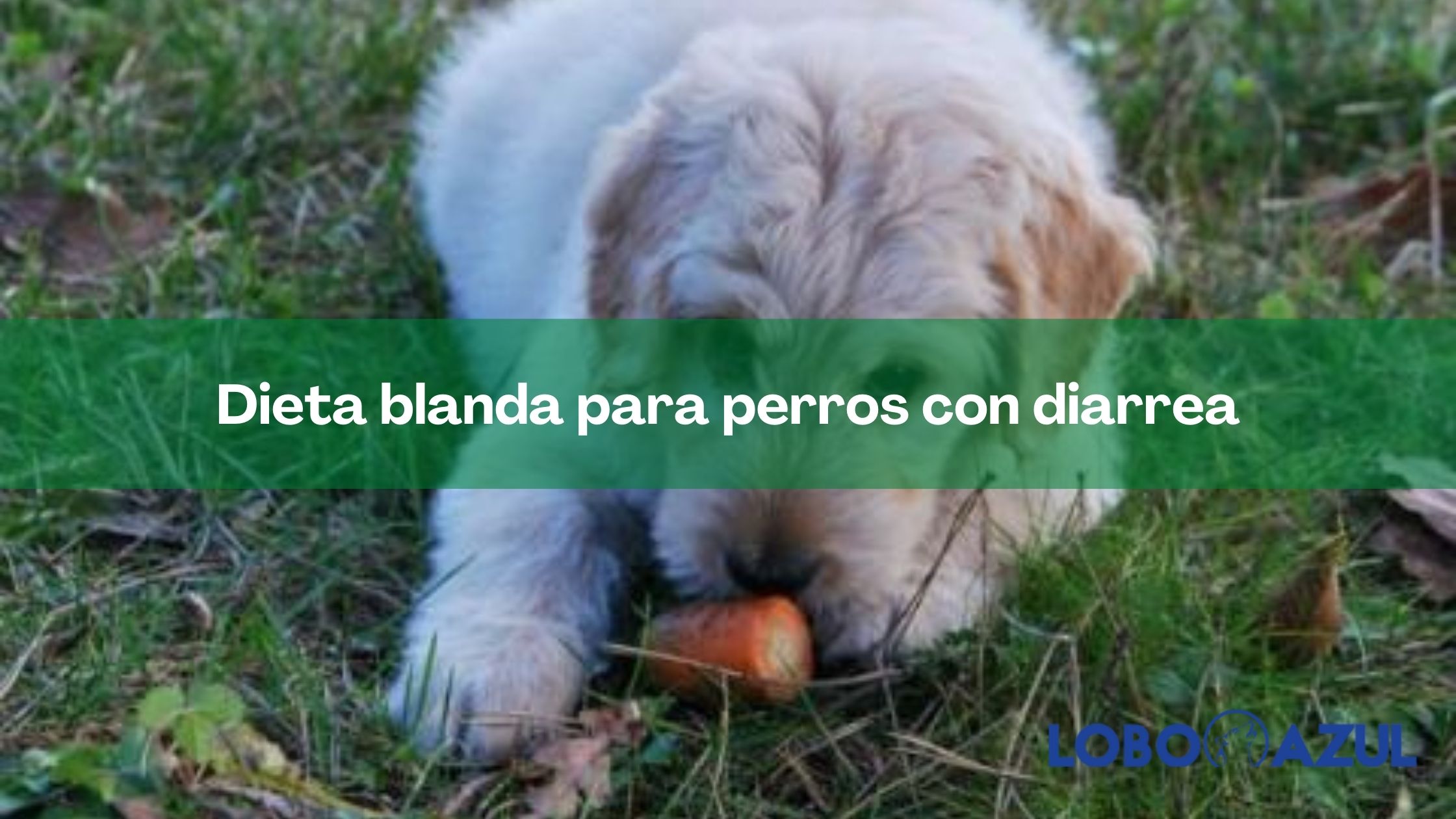 Dieta blanda para perros con diarrea