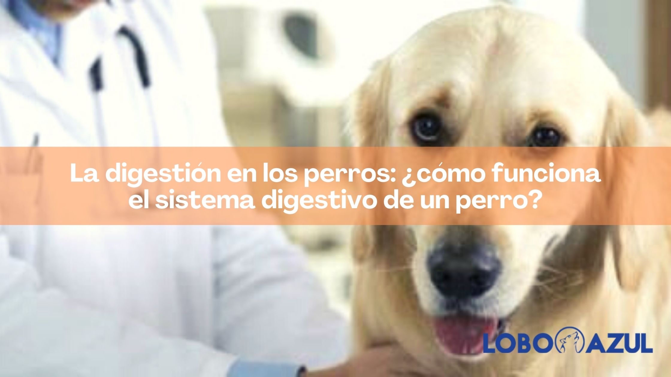 La digestión en los perros: ¿cómo funciona el sistema digestivo de un perro?