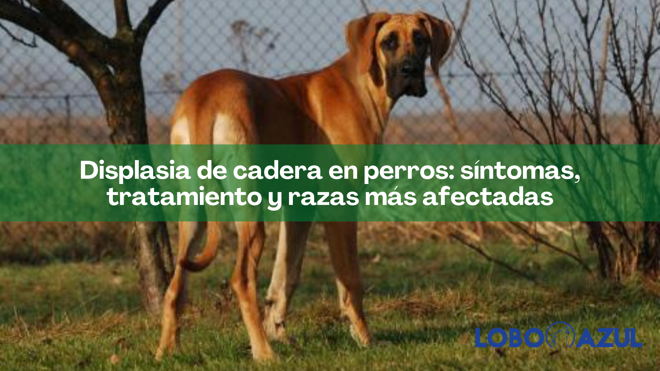 Displasia de cadera en perros: síntomas, tratamiento y razas más afectadas