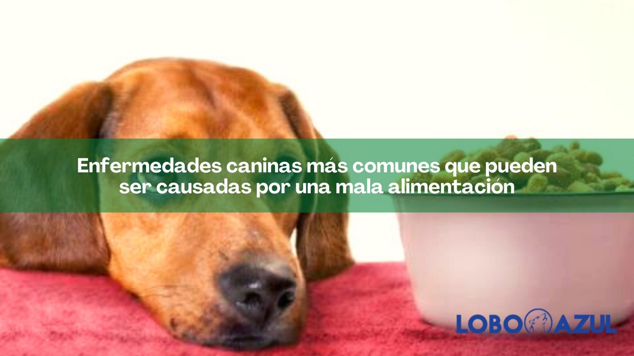 Enfermedades caninas más comunes que pueden ser causadas por una mala alimentación