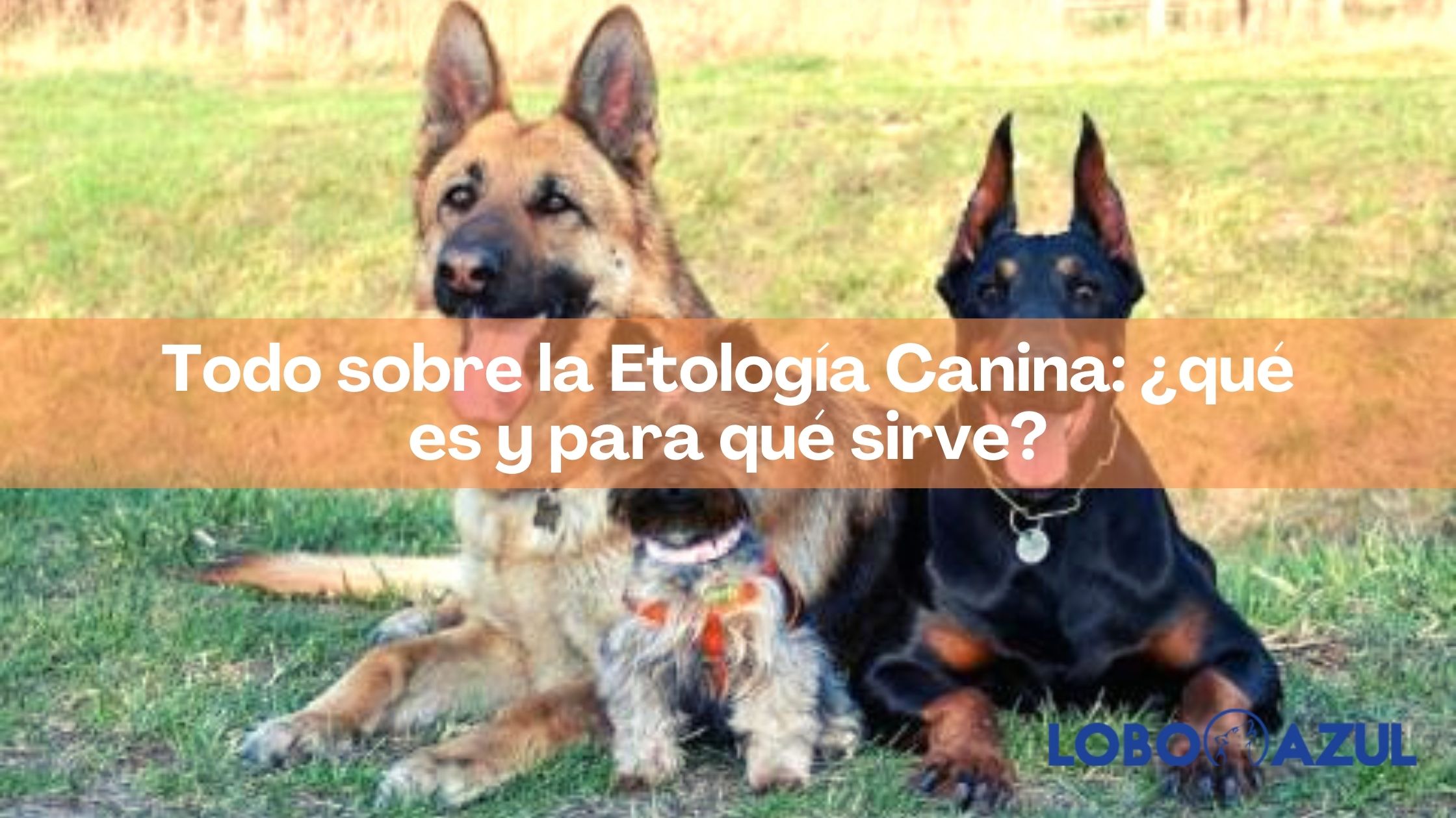 Todo sobre la Etología Canina: ¿qué es y para qué sirve?