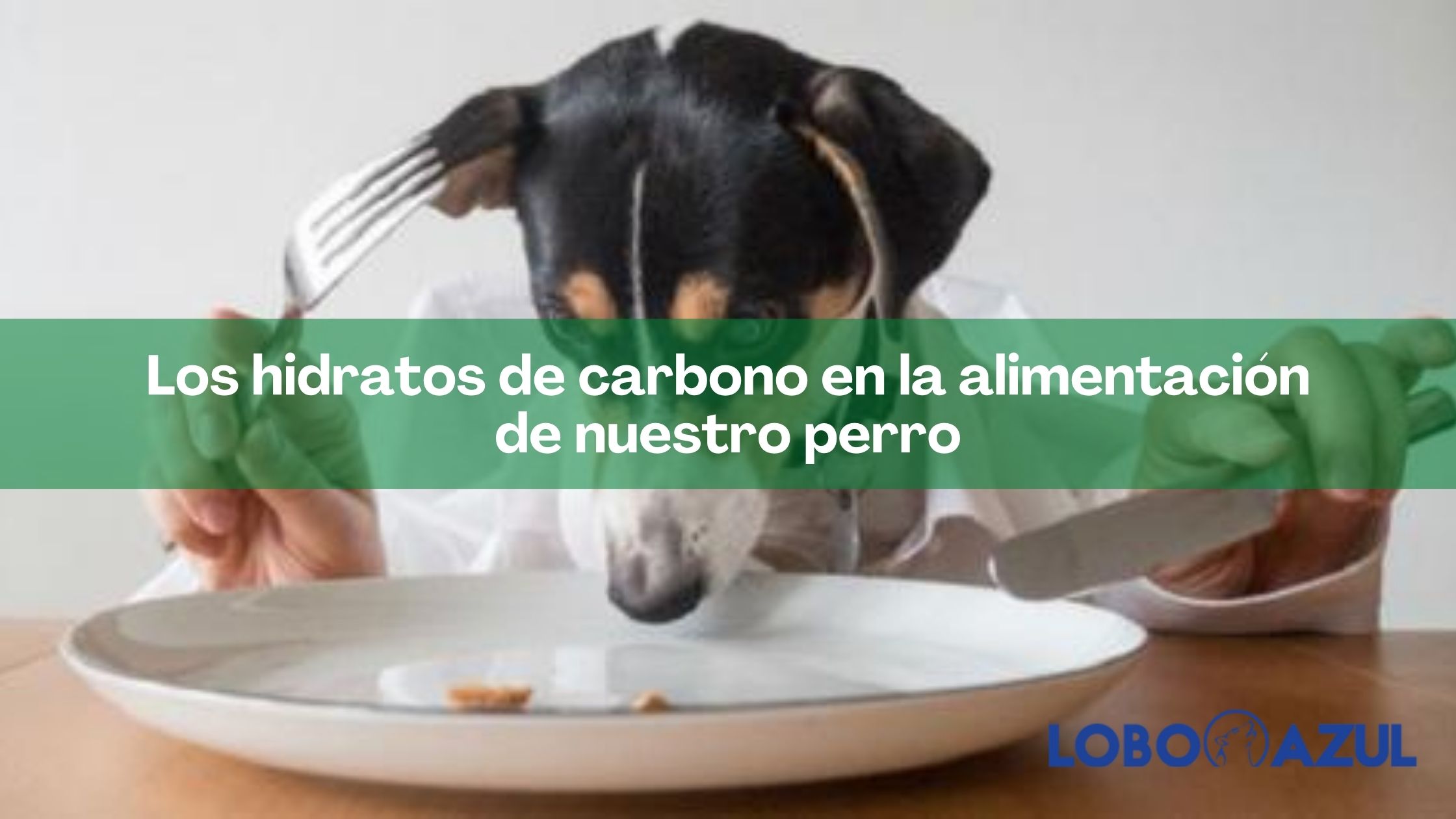 Los hidratos de carbono en la alimentación de nuestro perro