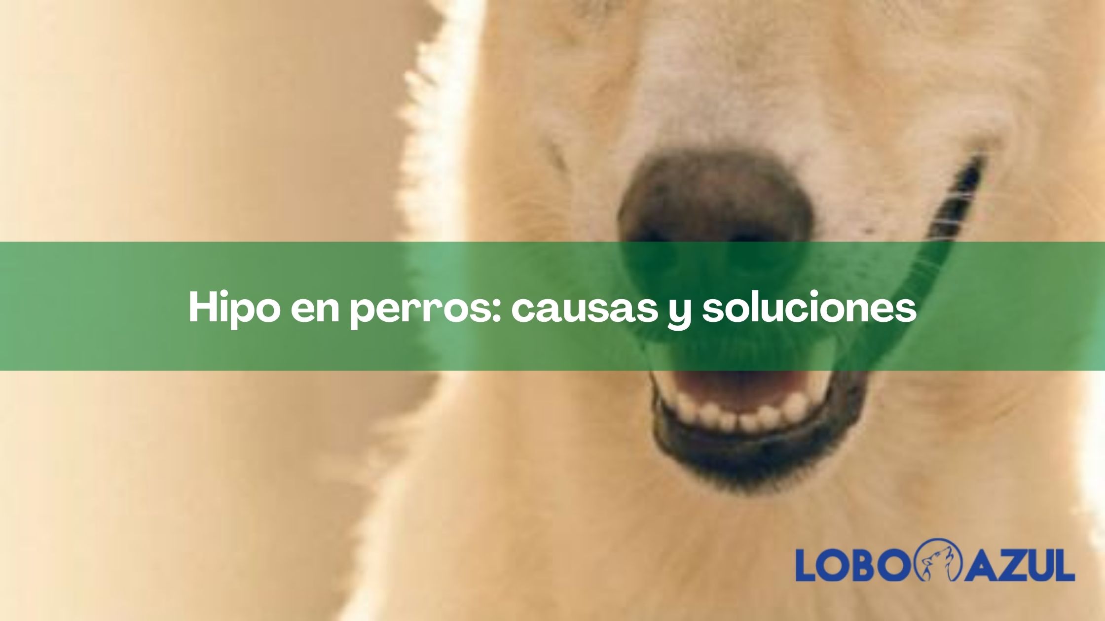 Hipo en perros: causas y soluciones