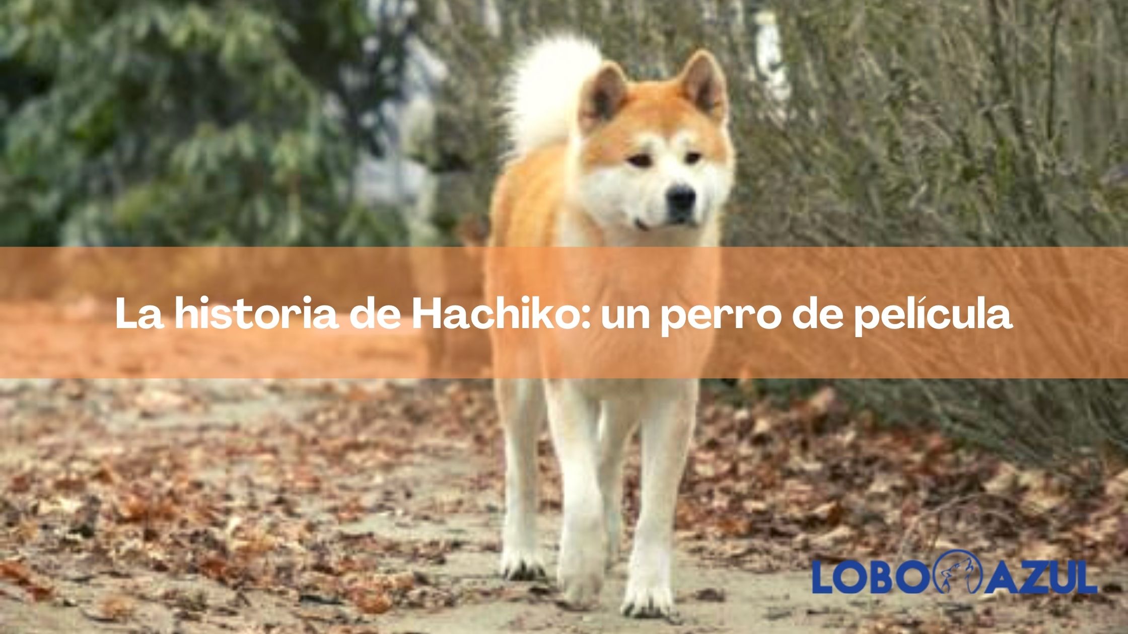 La historia de Hachiko: un perro de película