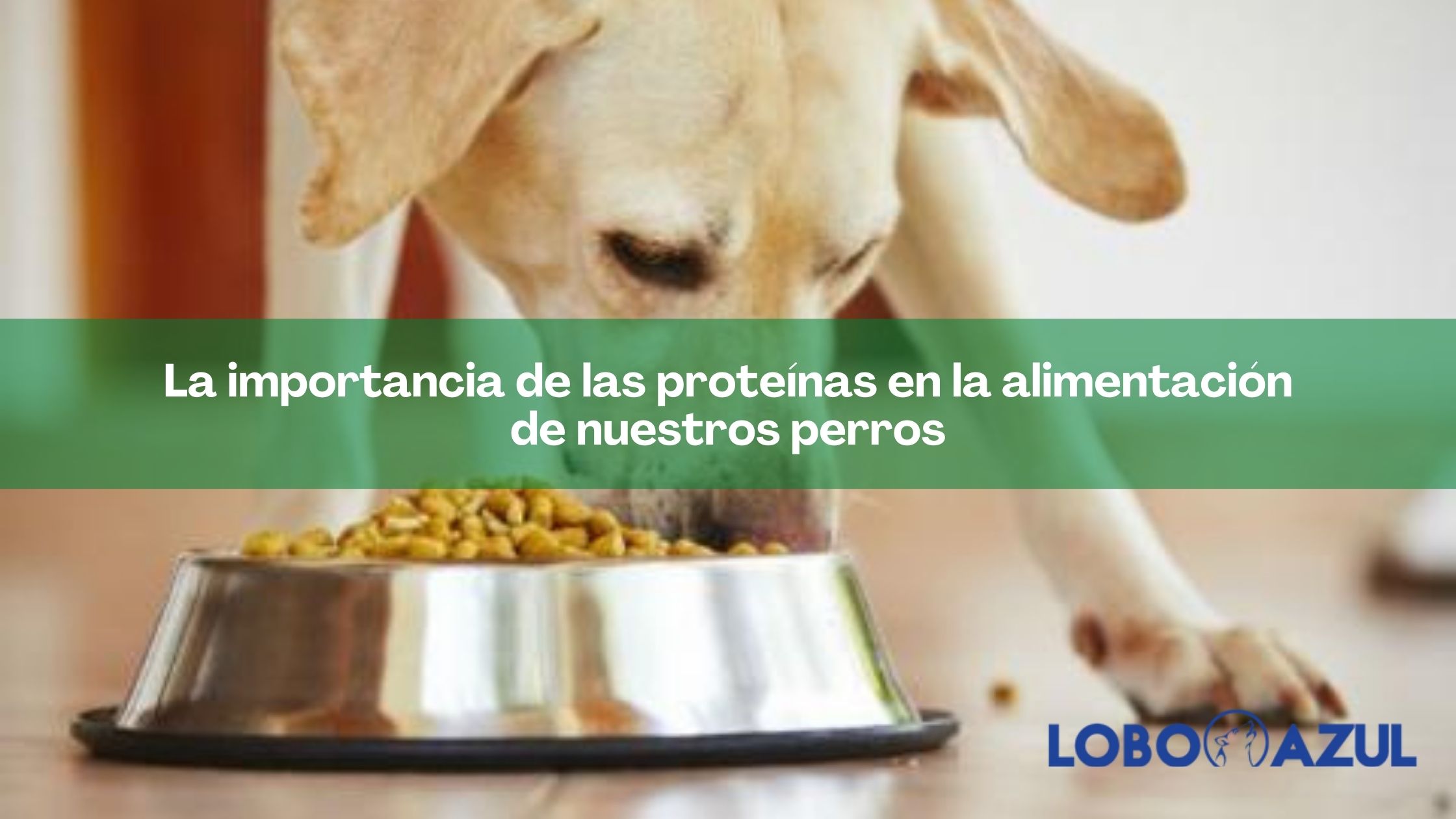 La importancia de las proteínas en la alimentación de nuestros perros