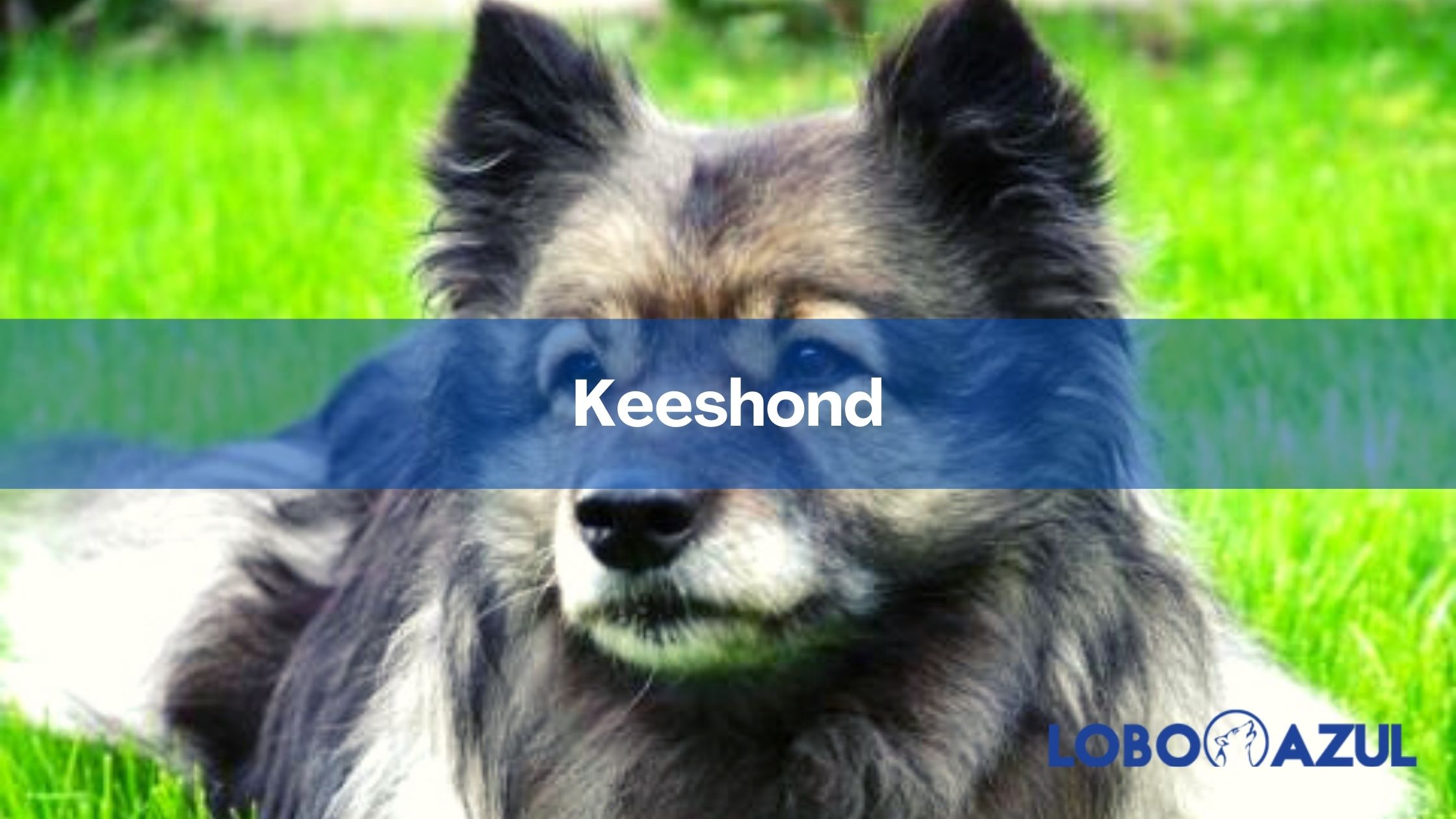 Keeshond - Conoce todo sobre esta raza