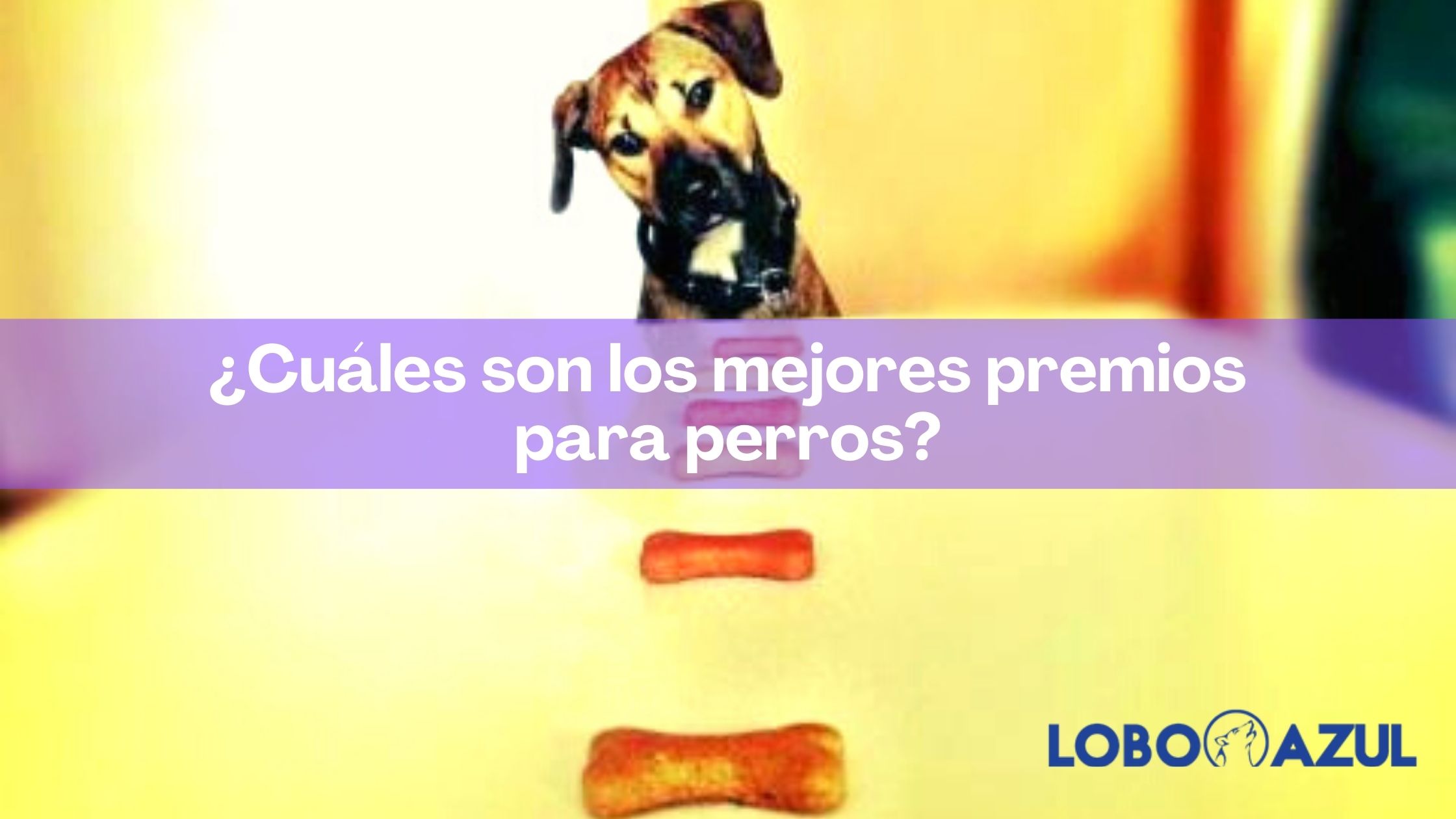 ¿Cuáles son los mejores premios para perros?