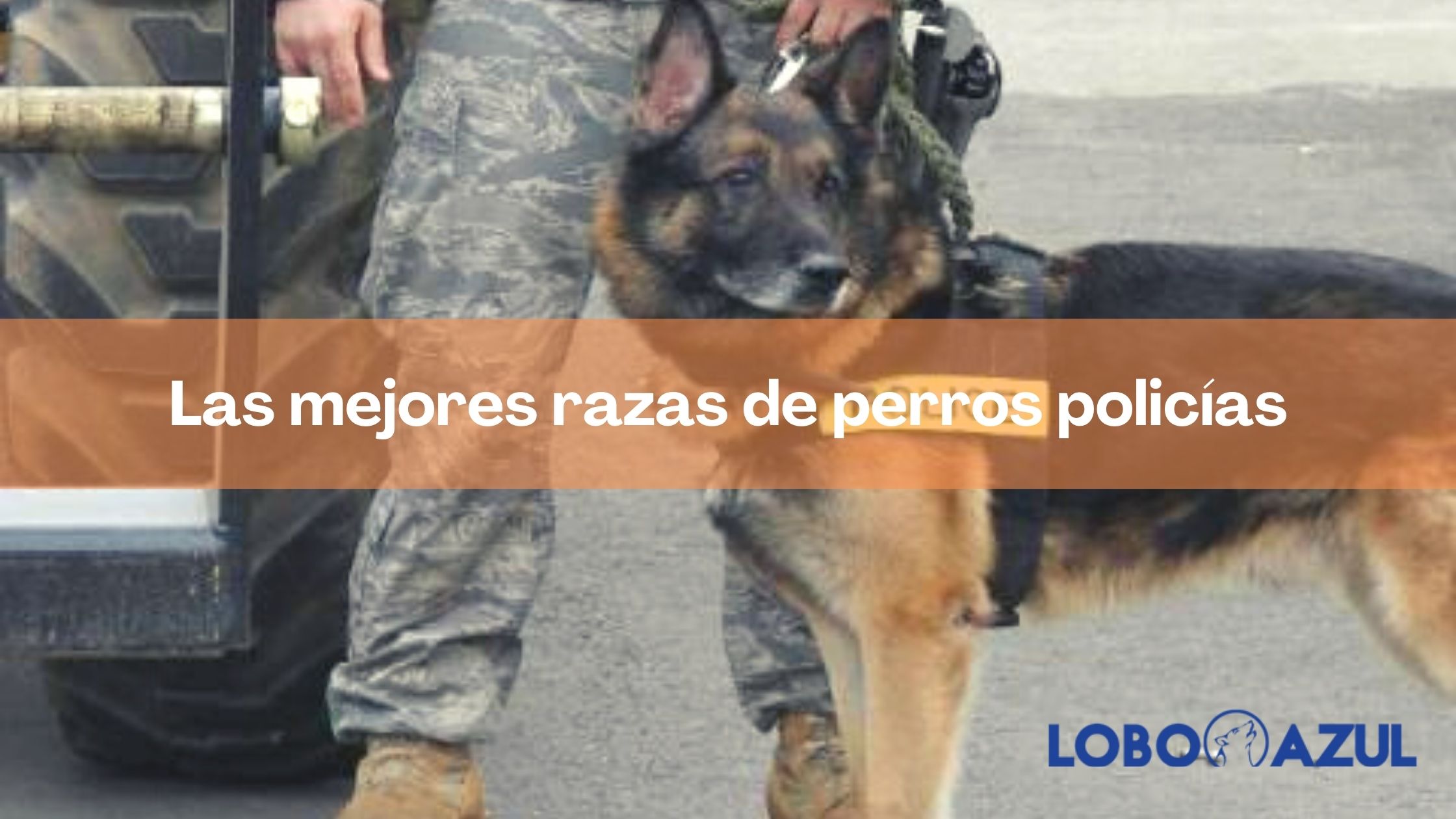 Las mejores razas de perros policías