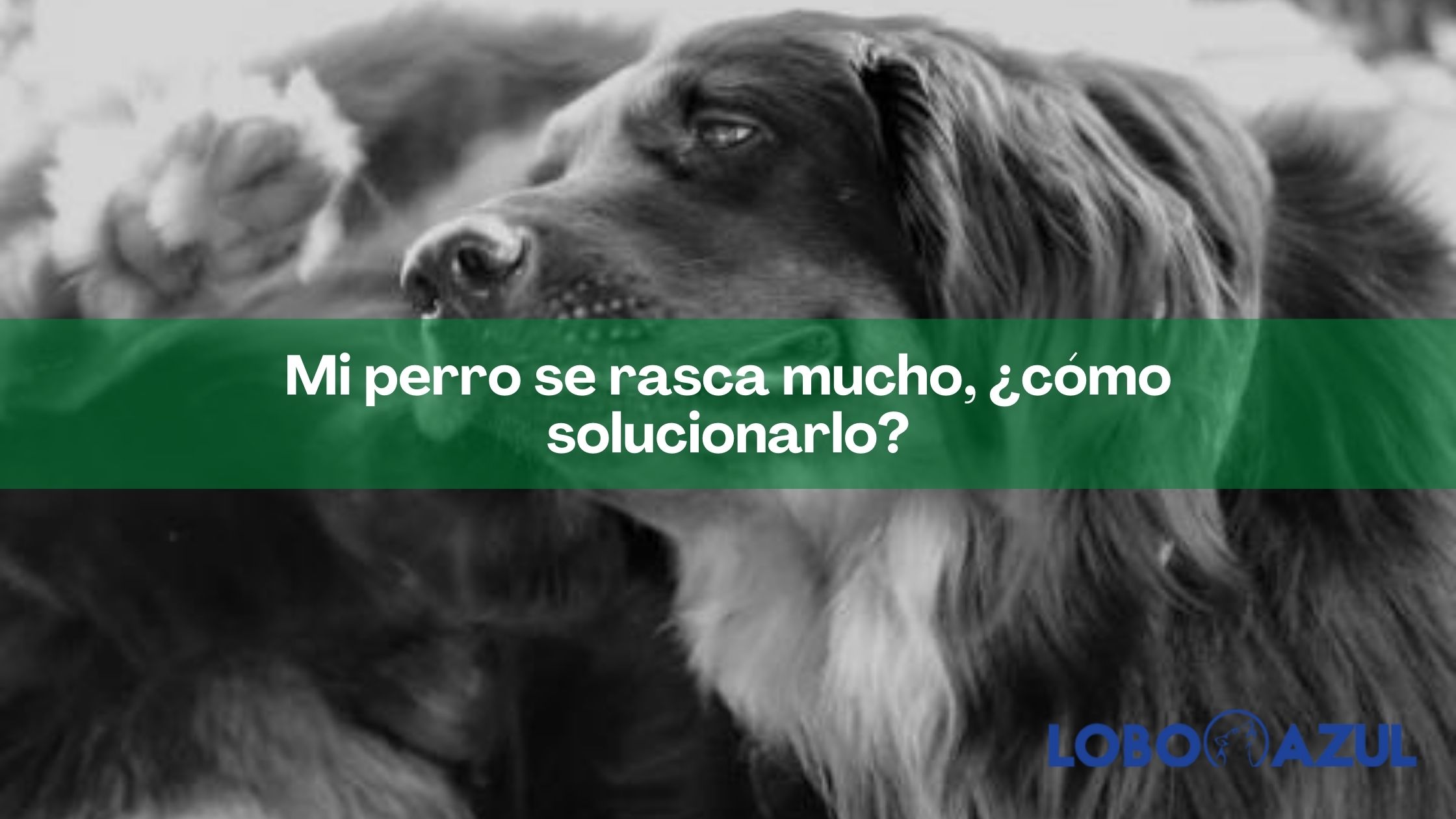 Mi perro se rasca mucho, ¿cómo solucionarlo?