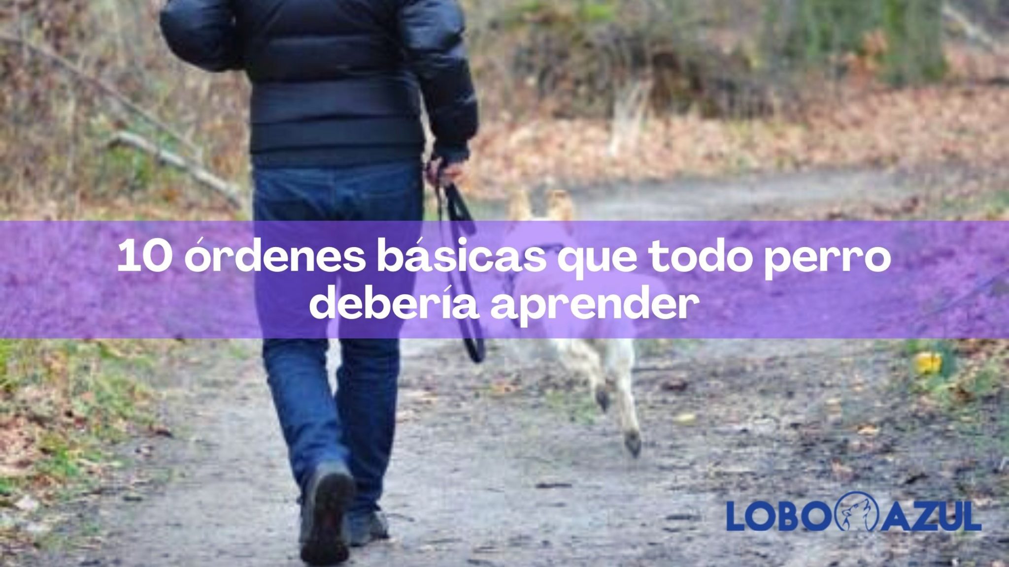 10 órdenes básicas que todo perro debería aprender