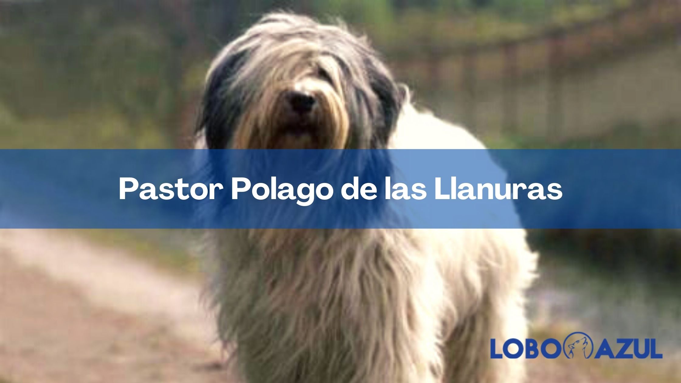 Pastor Polaco de las Llanuras: conoce a este juguetón amigo peludo