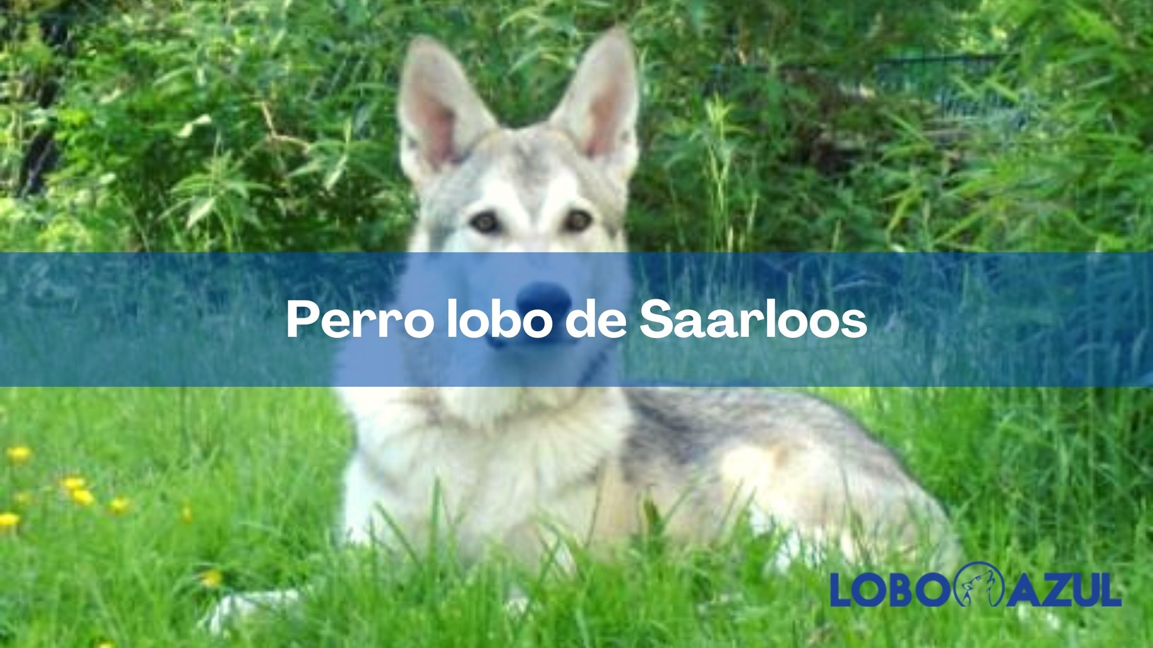 Perro lobo de Saarloos: un amigo enérgico y fuerte