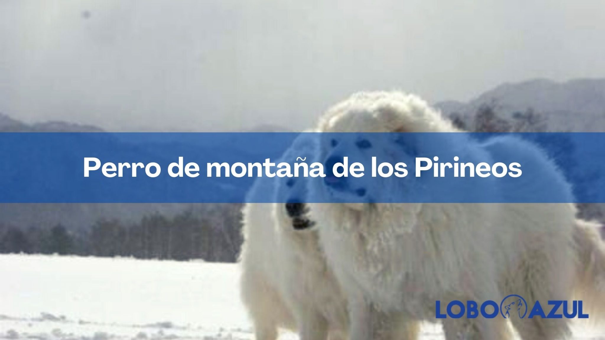 Perro de montaña de los pirienos