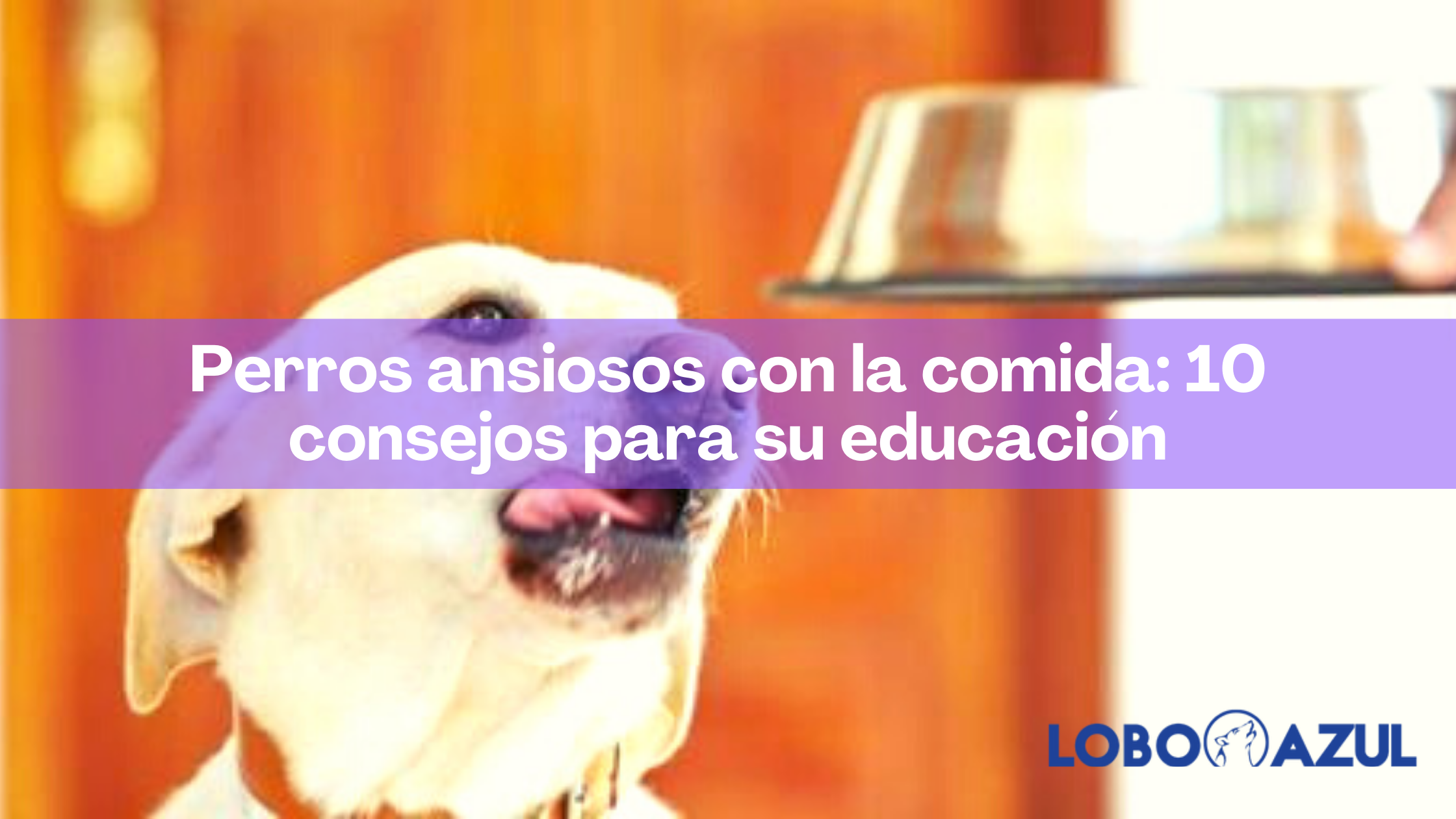 Perros ansiosos con la comida: 10 consejos para su educación