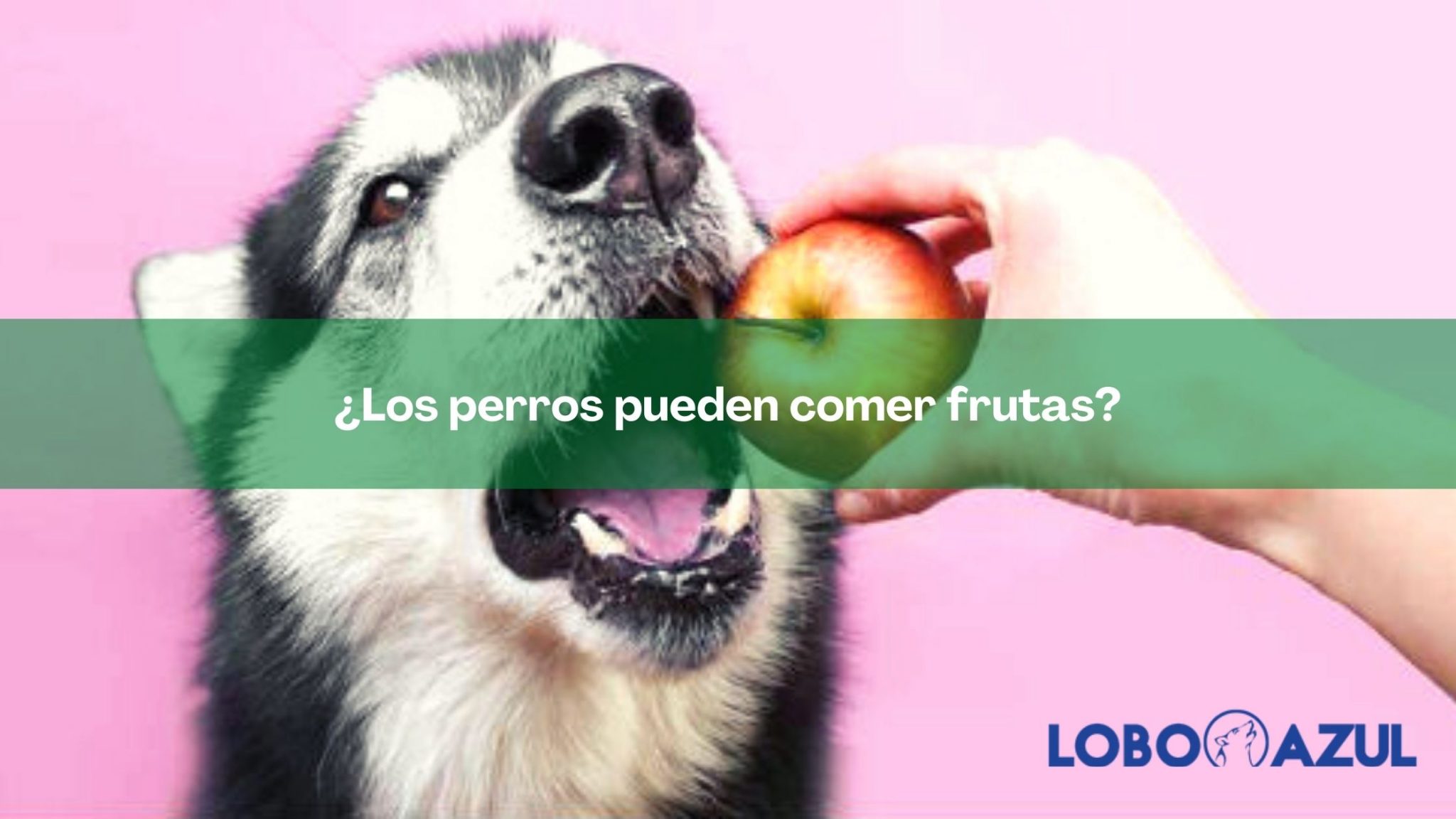 ¿Los perros pueden comer frutas?