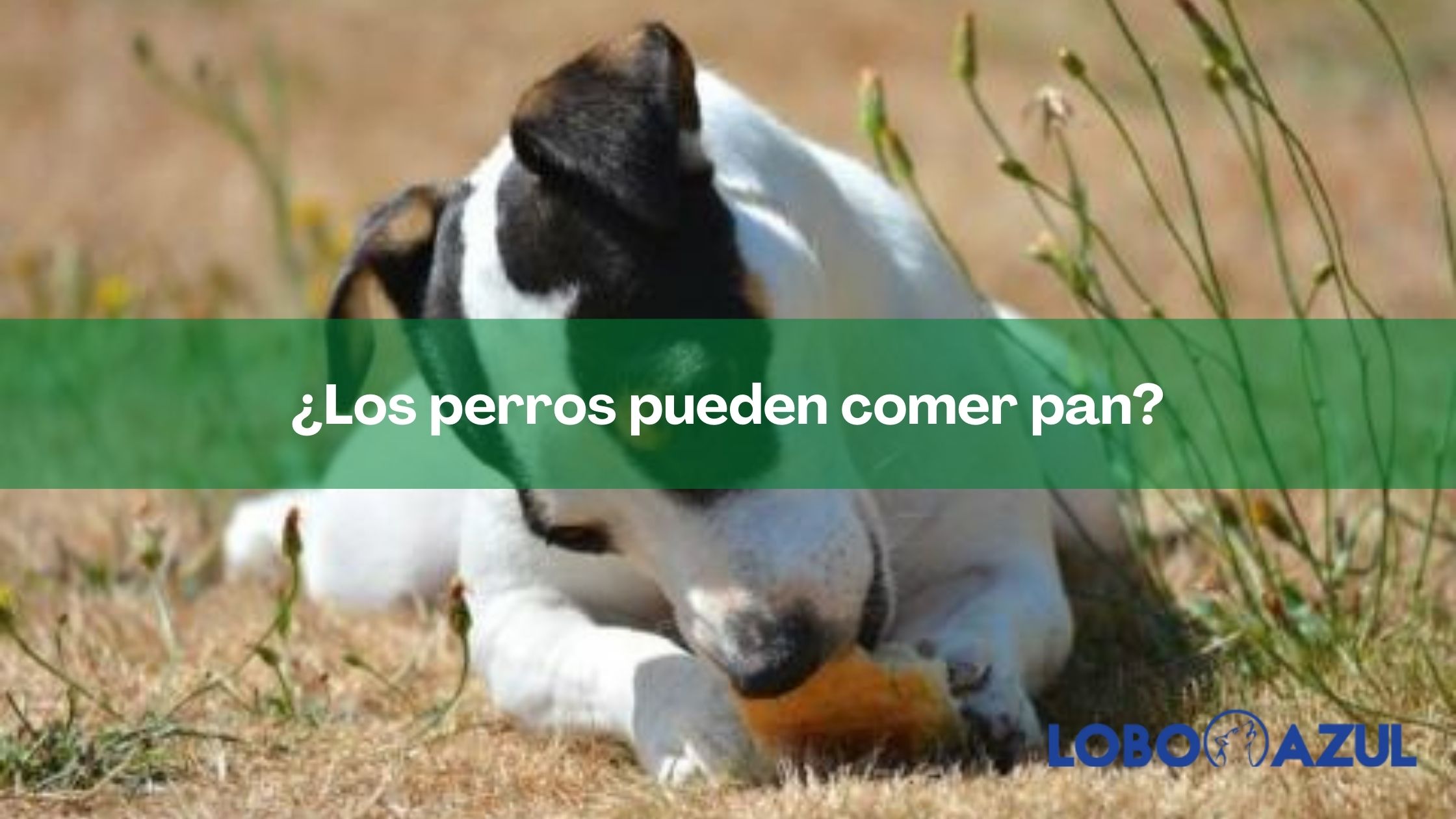 ¿Los perros pueden comer pan?