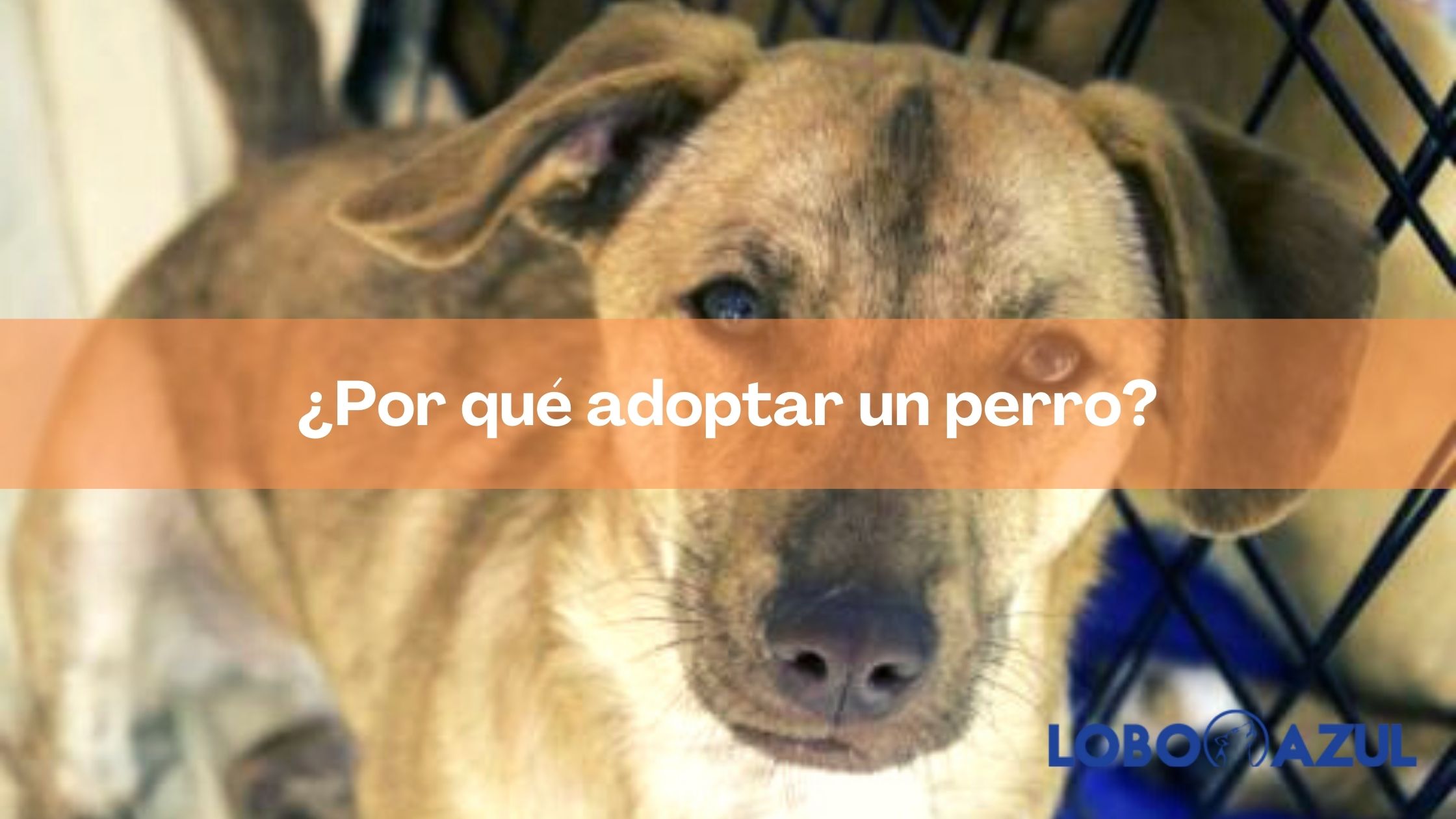 ¿Por qué adoptar un perro?