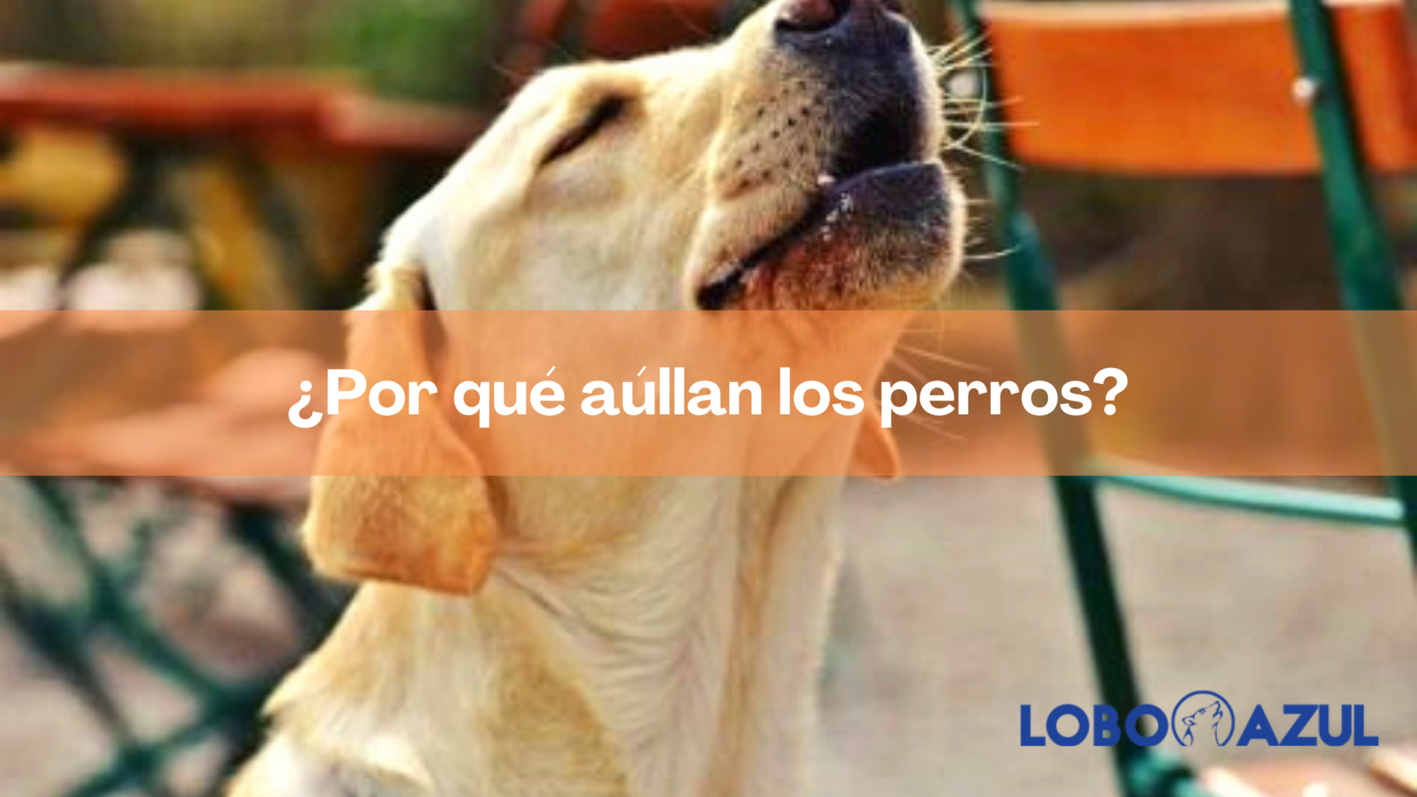 ¿Por qué aúllan los perros?