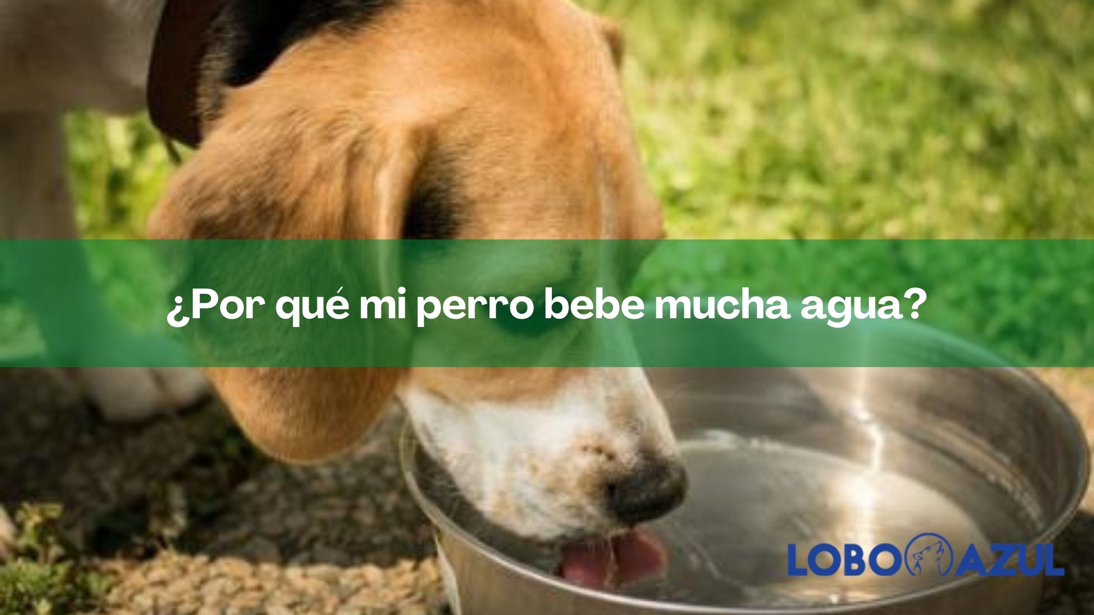 ¿Por qué mi perro bebe mucha agua?