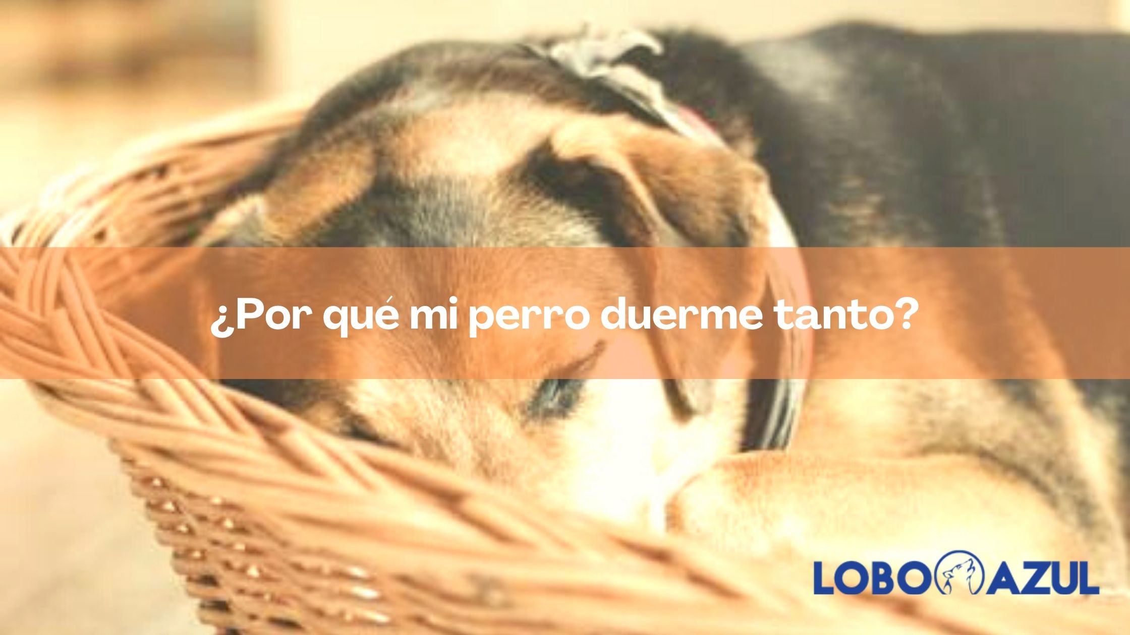 ¿Por qué mi perro duerme tanto?