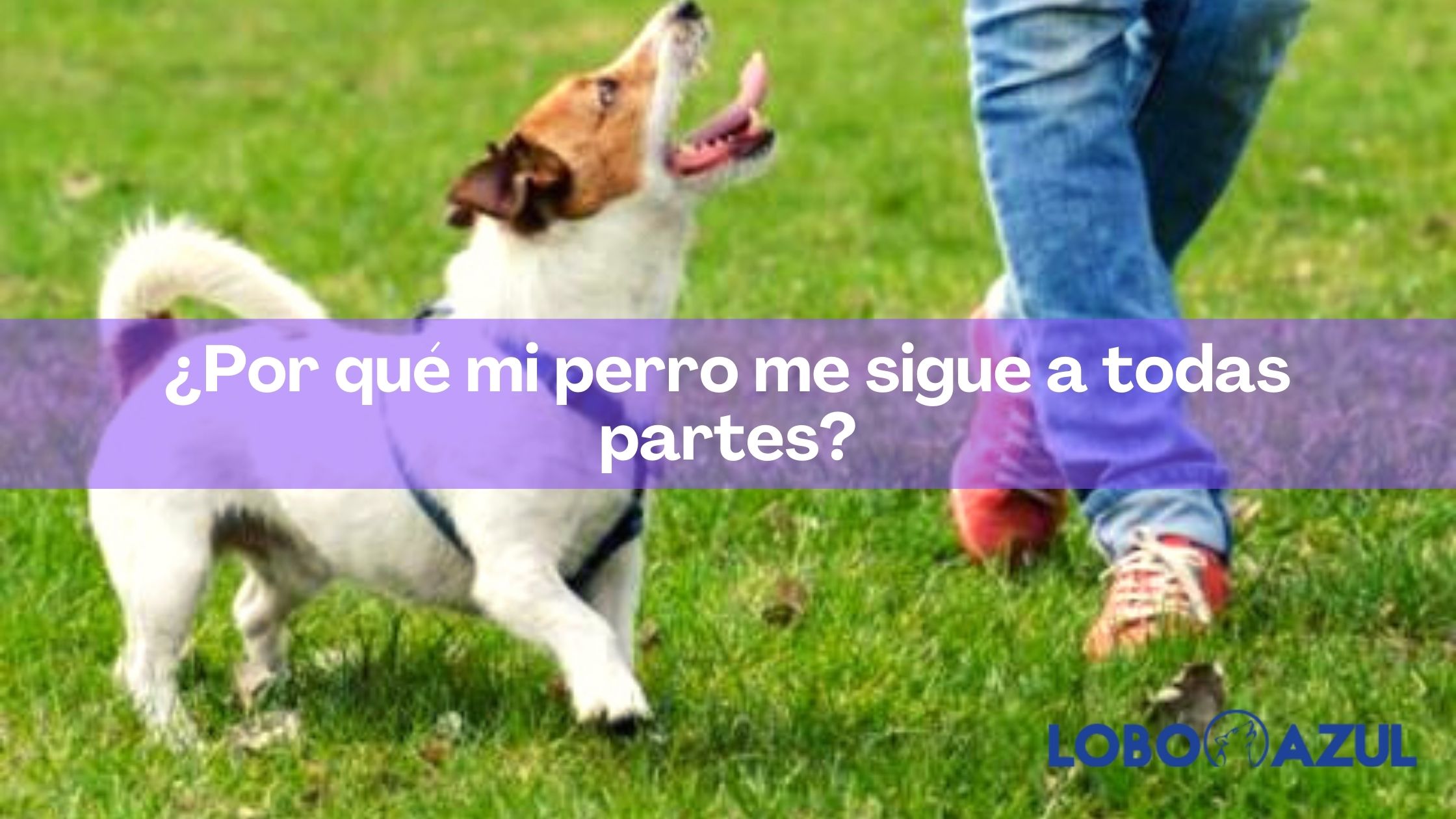 ¿Por qué mi perro me sigue a todas partes?