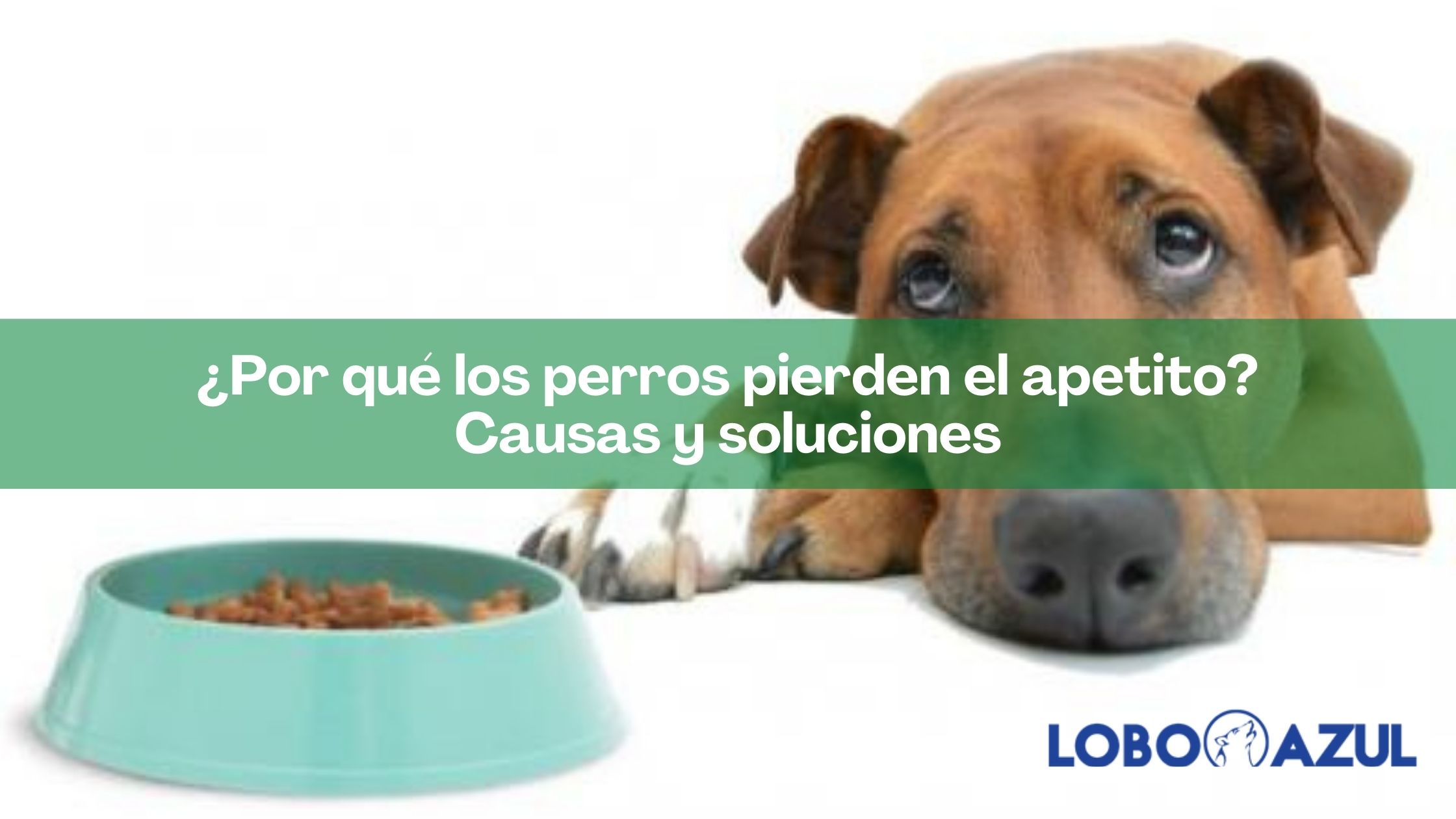 ¿Por qué los perros pierden el apetito? Causas y soluciones