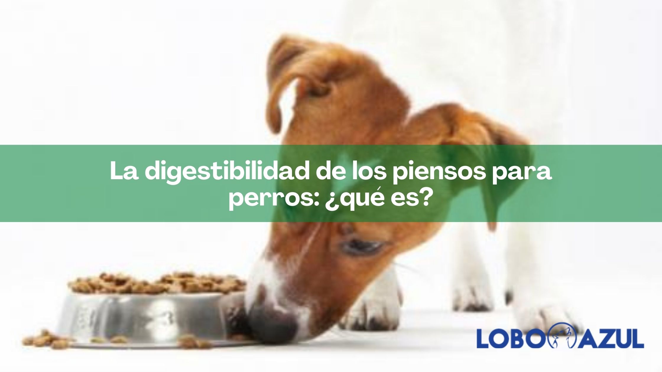 La digestibilidad de los piensos para perros: ¿qué es?