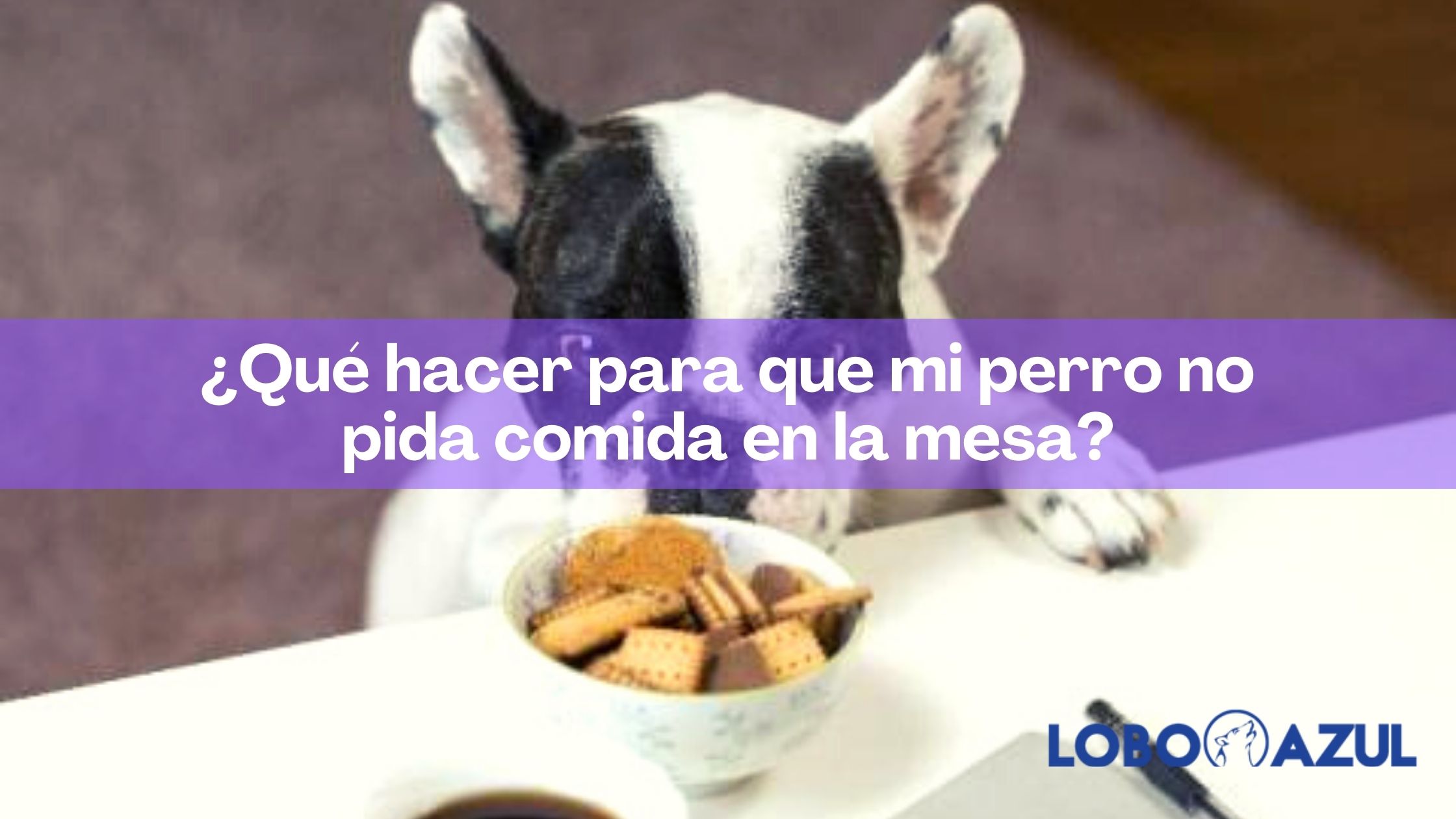 ¿Qué hacer para que mi perro no pida comida en la mesa?