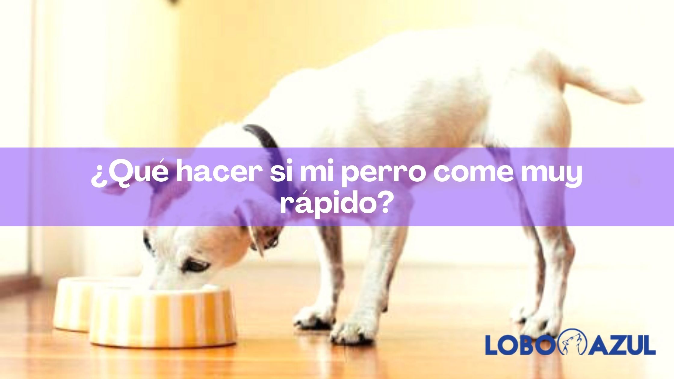 ¿Qué hacer si mi perro come muy rápido?