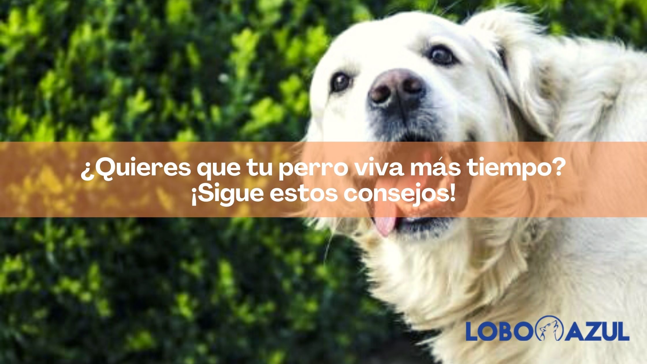 ¿Quieres que tu perro viva más tiempo? ¡Sigue estos consejos!