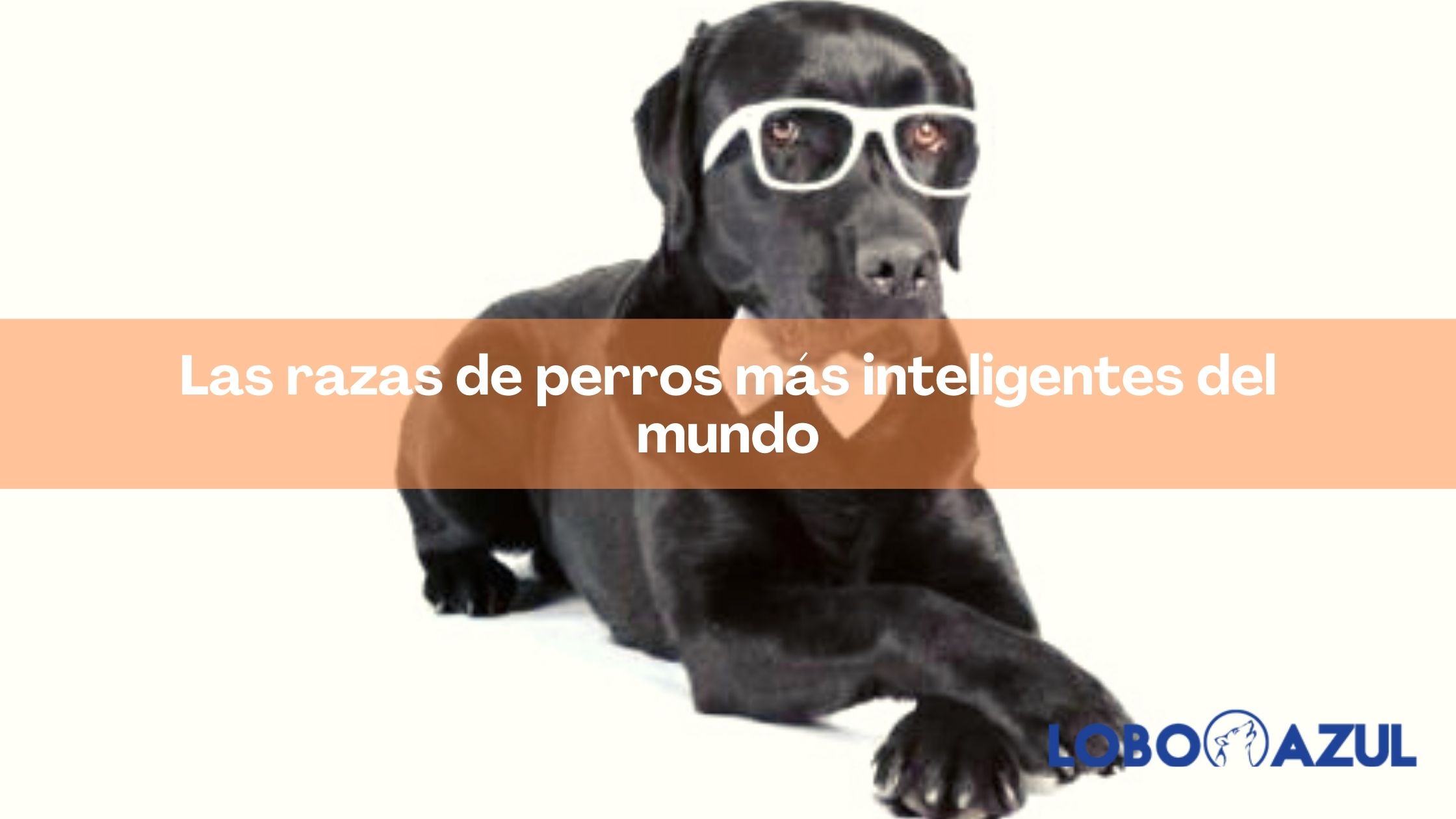 Las razas de perros más inteligentes del mundo