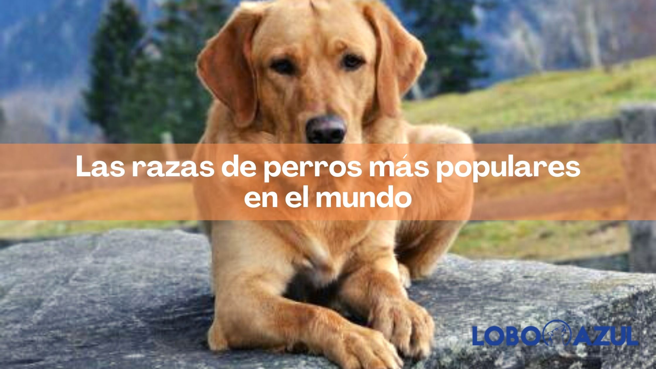 Las razas de perros más populares en el mundo