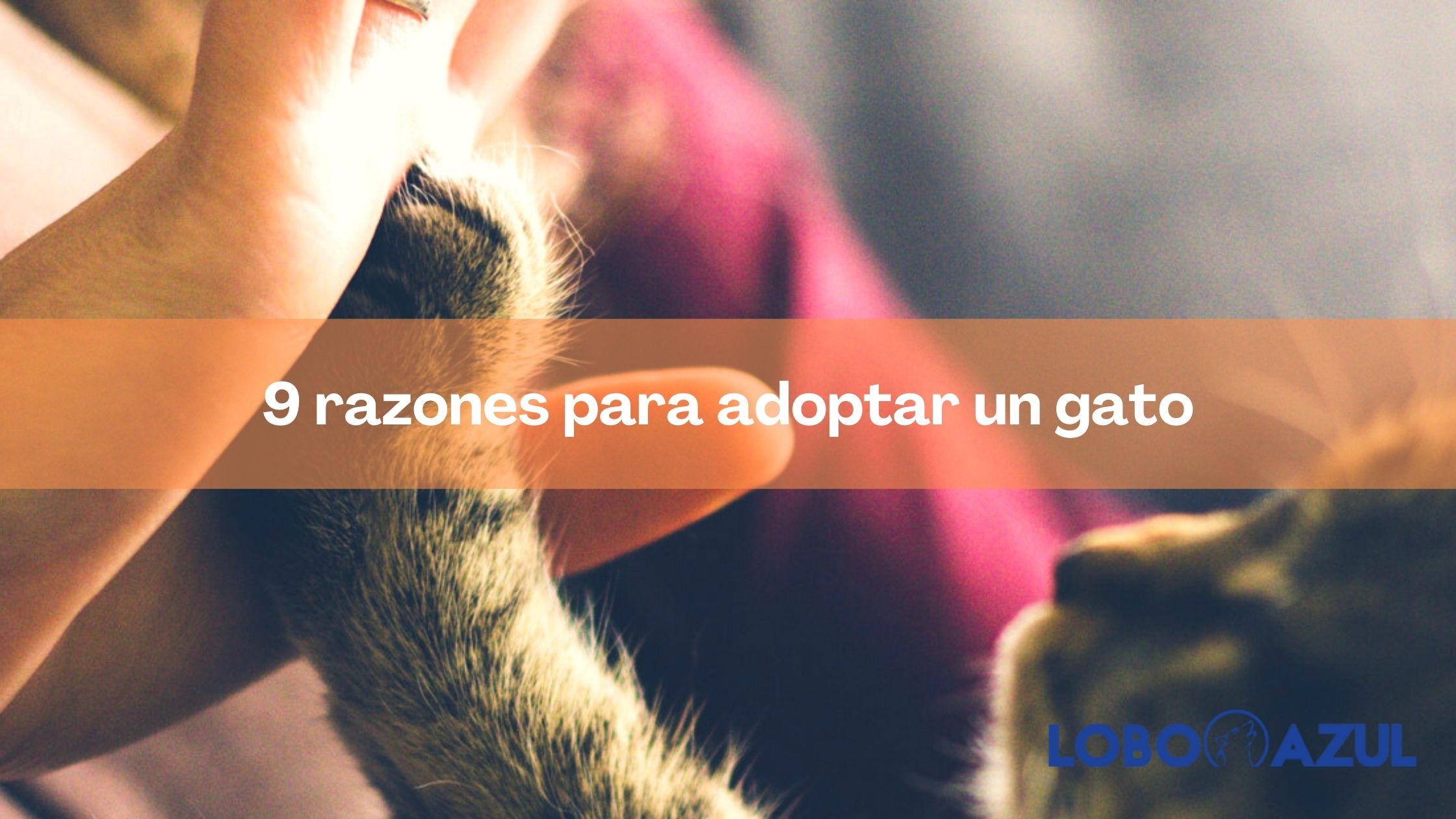 9 razones para adoptar un gato