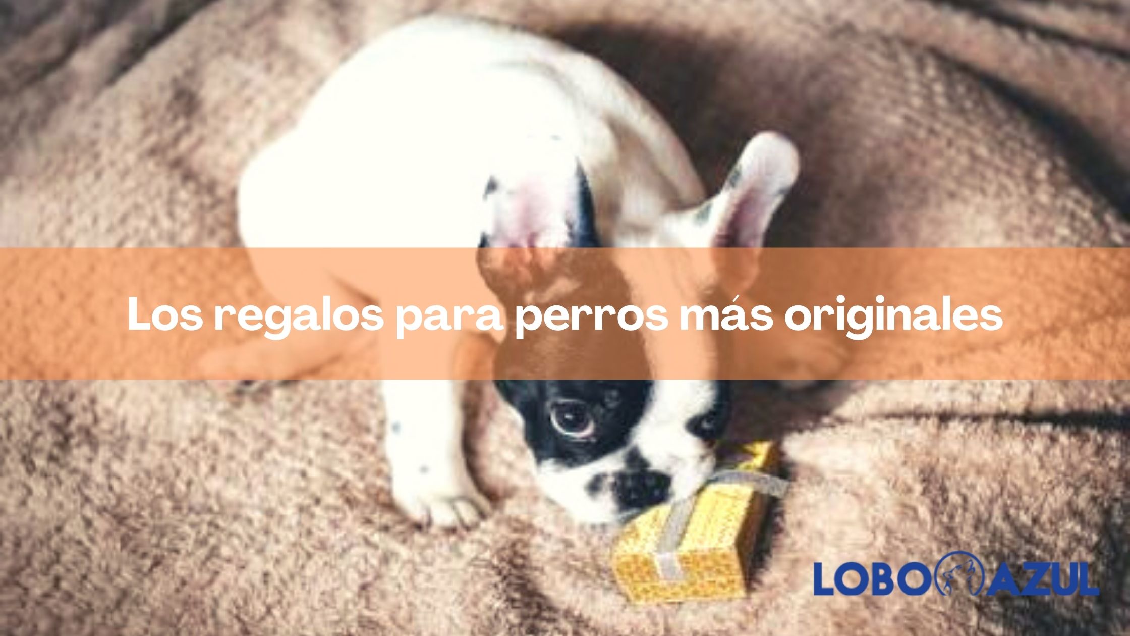 Los regalos para perros más originales